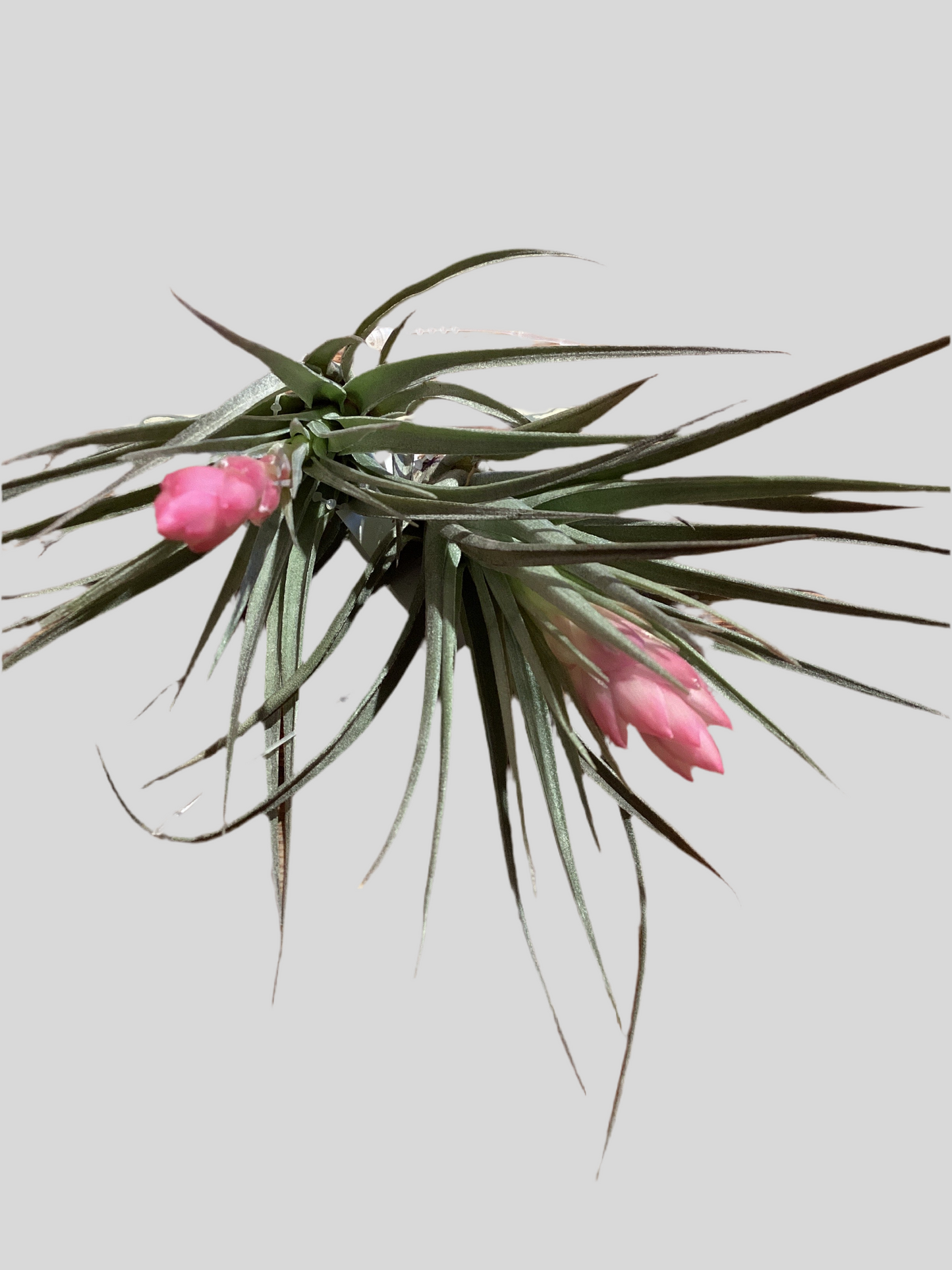 Aeranthos Negra - S