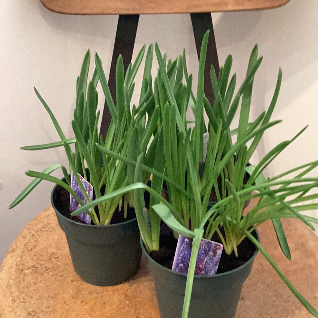 4” Muscari - Grape Hyacinth