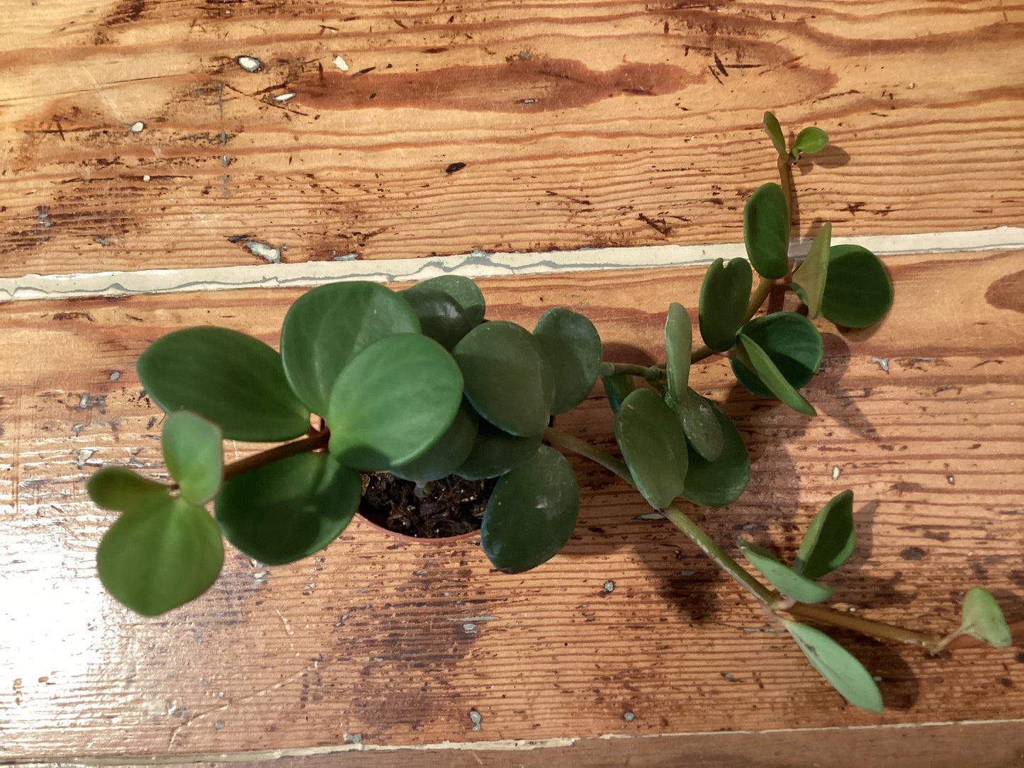 2” Pep. Hope