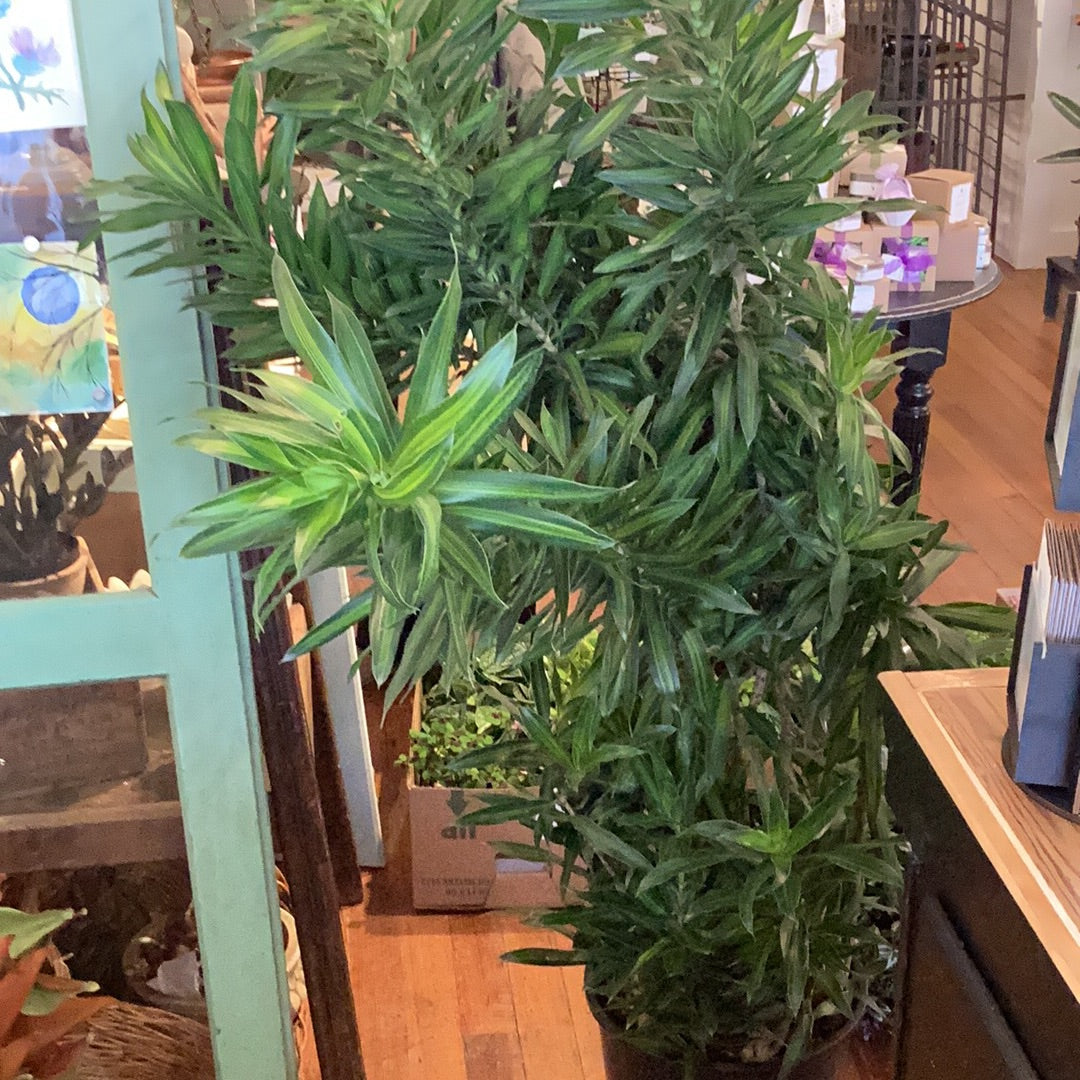 14” Draceana - Reflexa Song of Jamaica