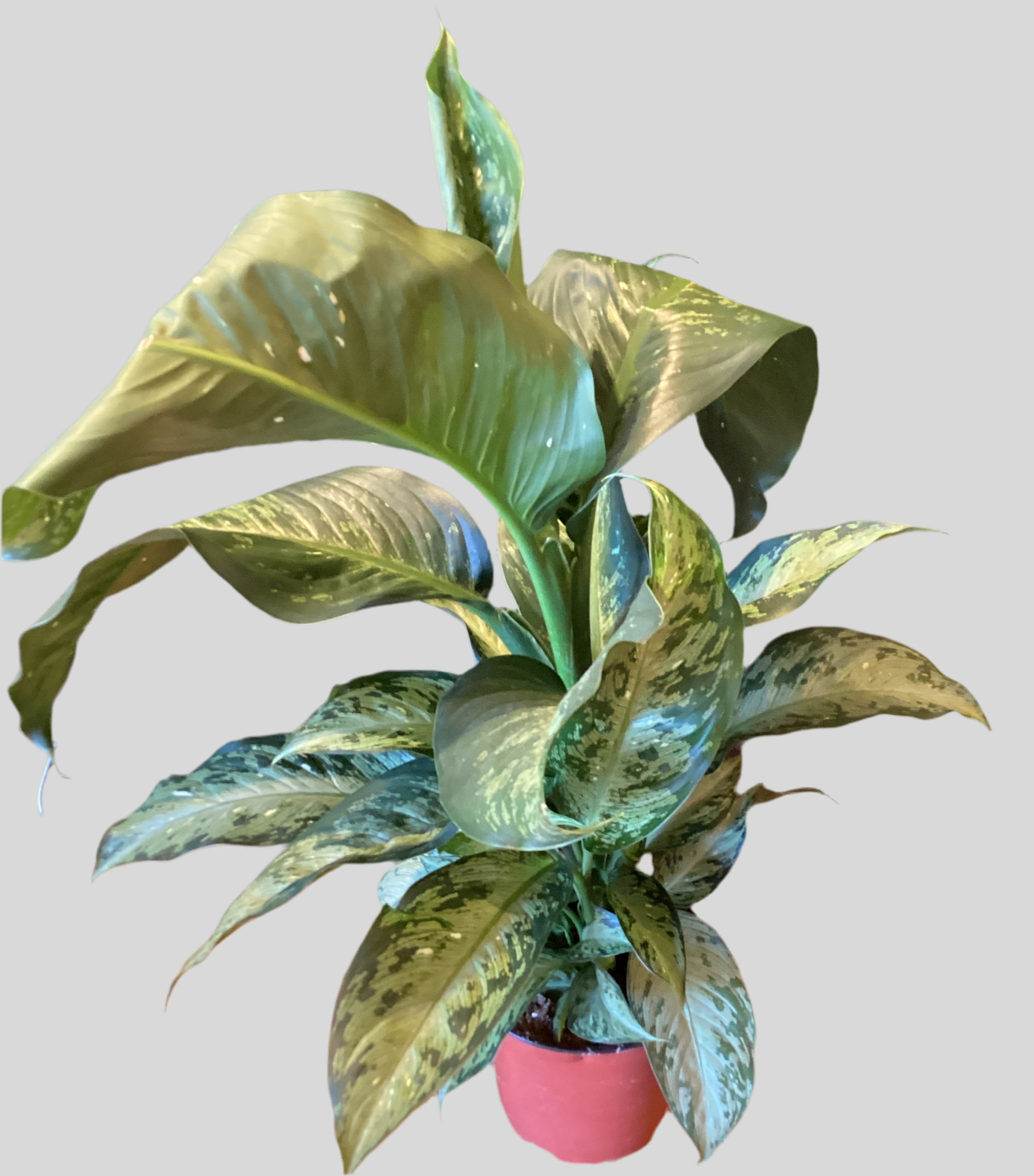 dieffenbachia panther for sale 6” Dieffenbachia Panther – Trovato La Gioia