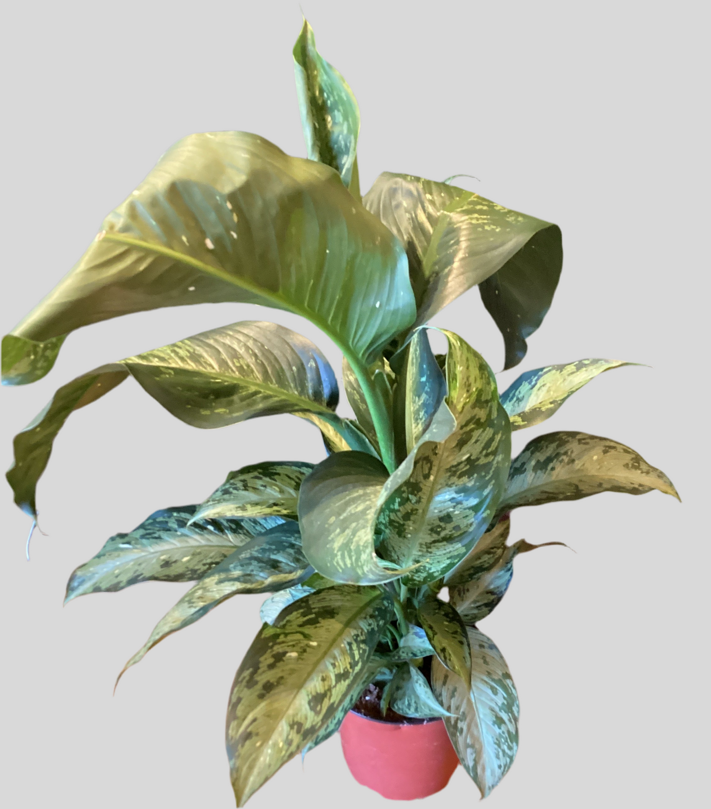 6” Dieffenbachia Panther