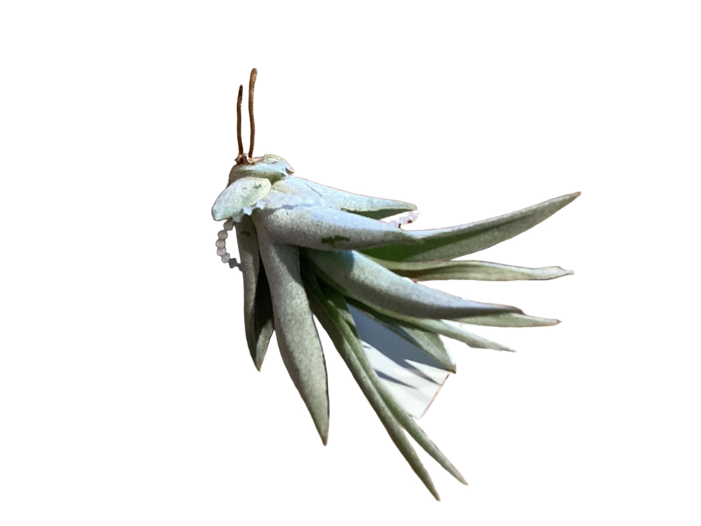 Harrisii - 2-3”