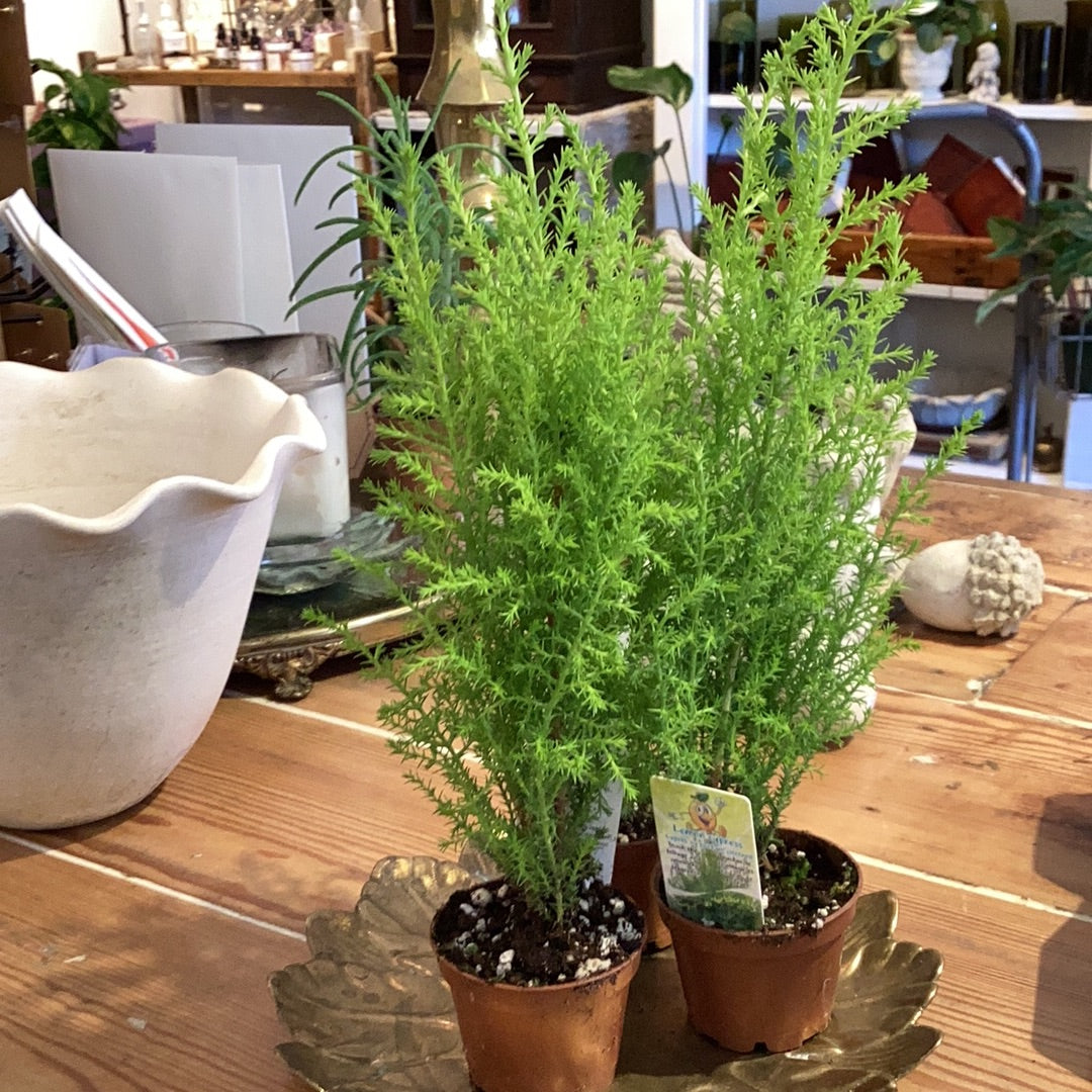 2.5” Goldcrest Cypress