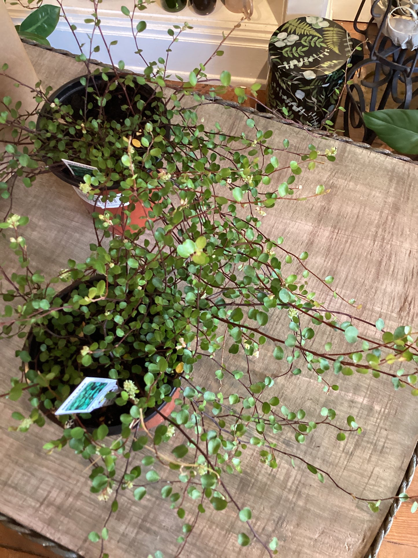 4” Wire Vine