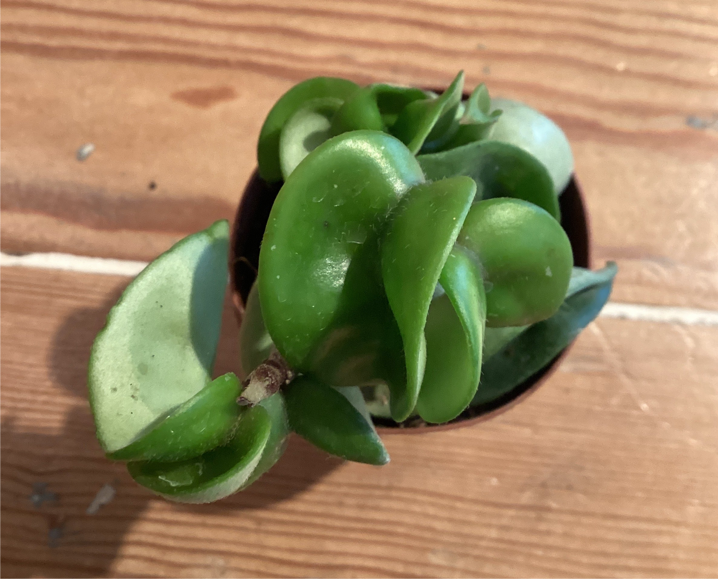 2” Hoya Rope
