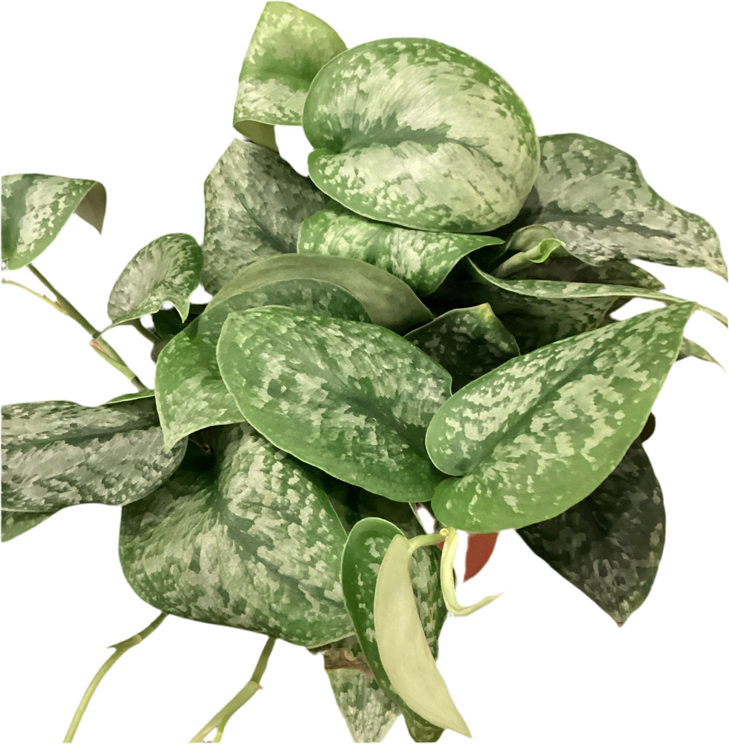 6” Scindapsis Jade Satin