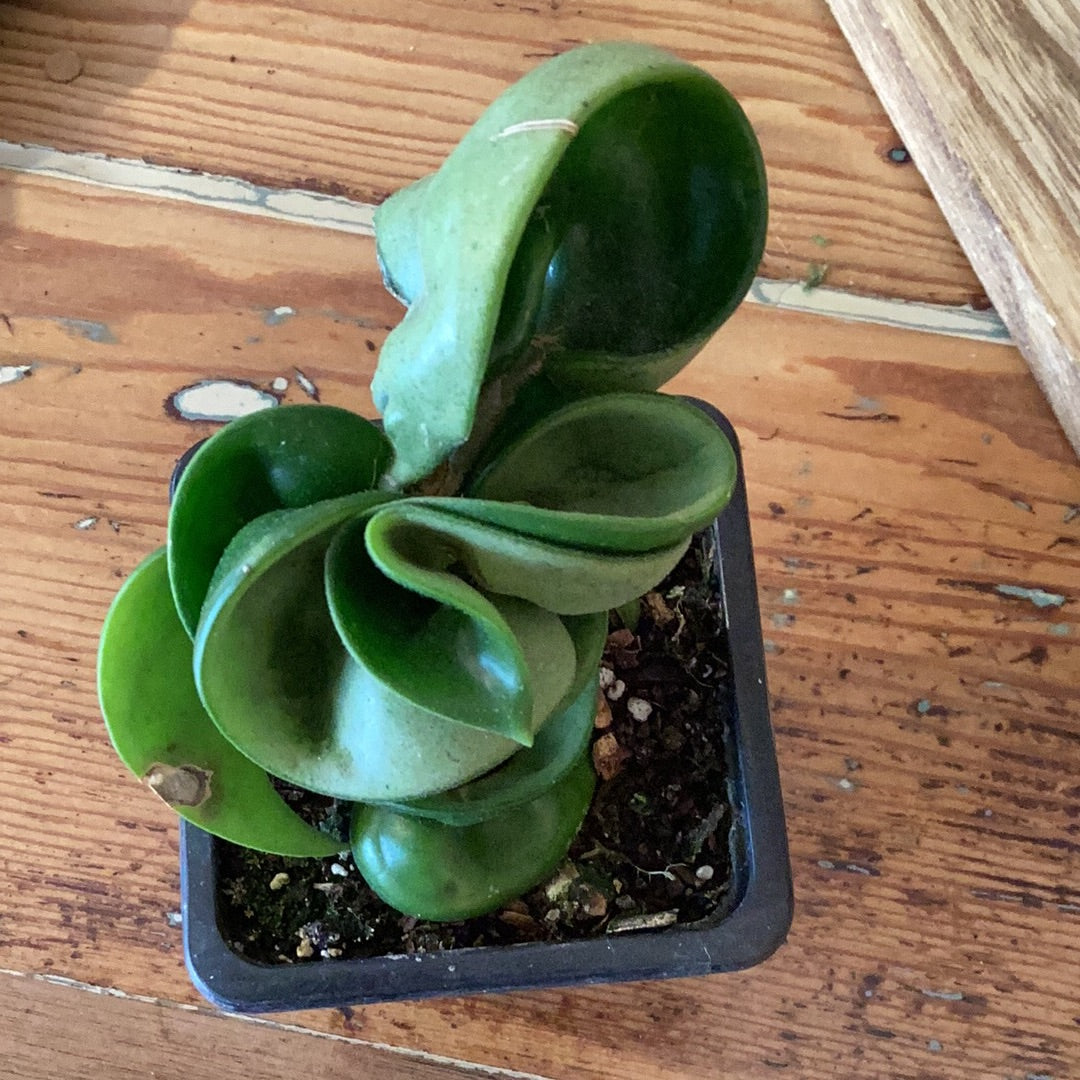 3” Hoya -Rope