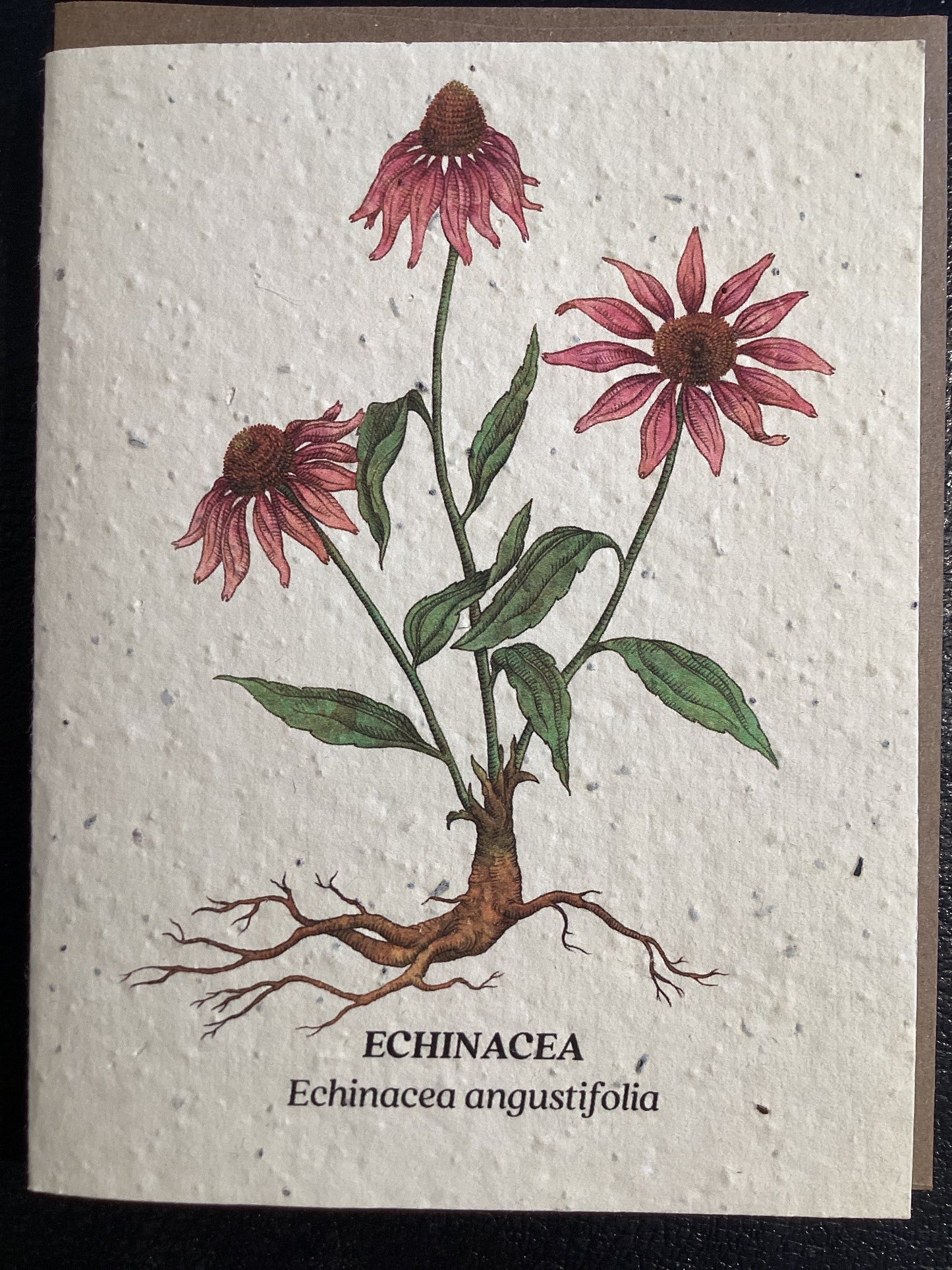 Echinacea Card