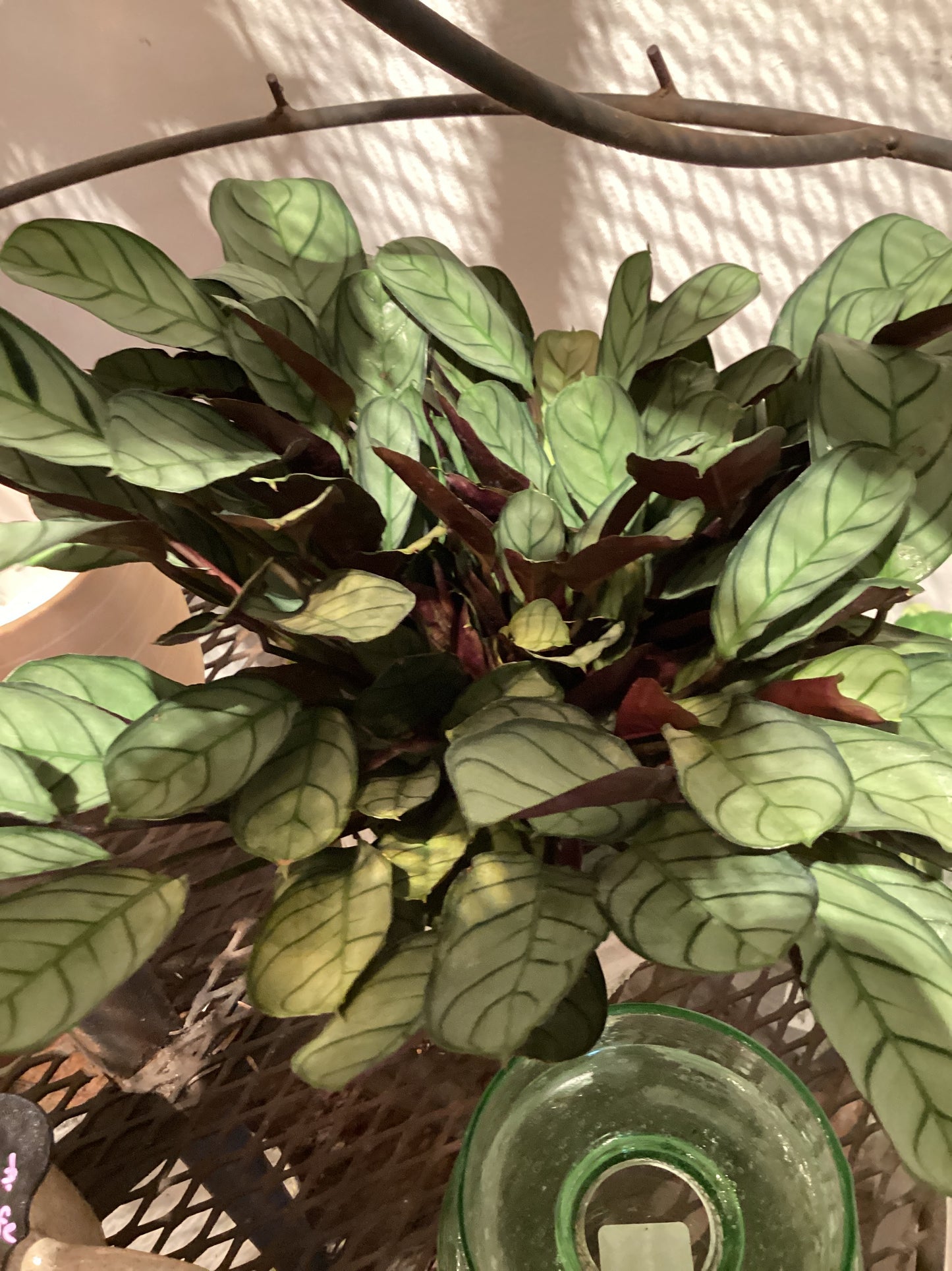 4” Ctenanthe