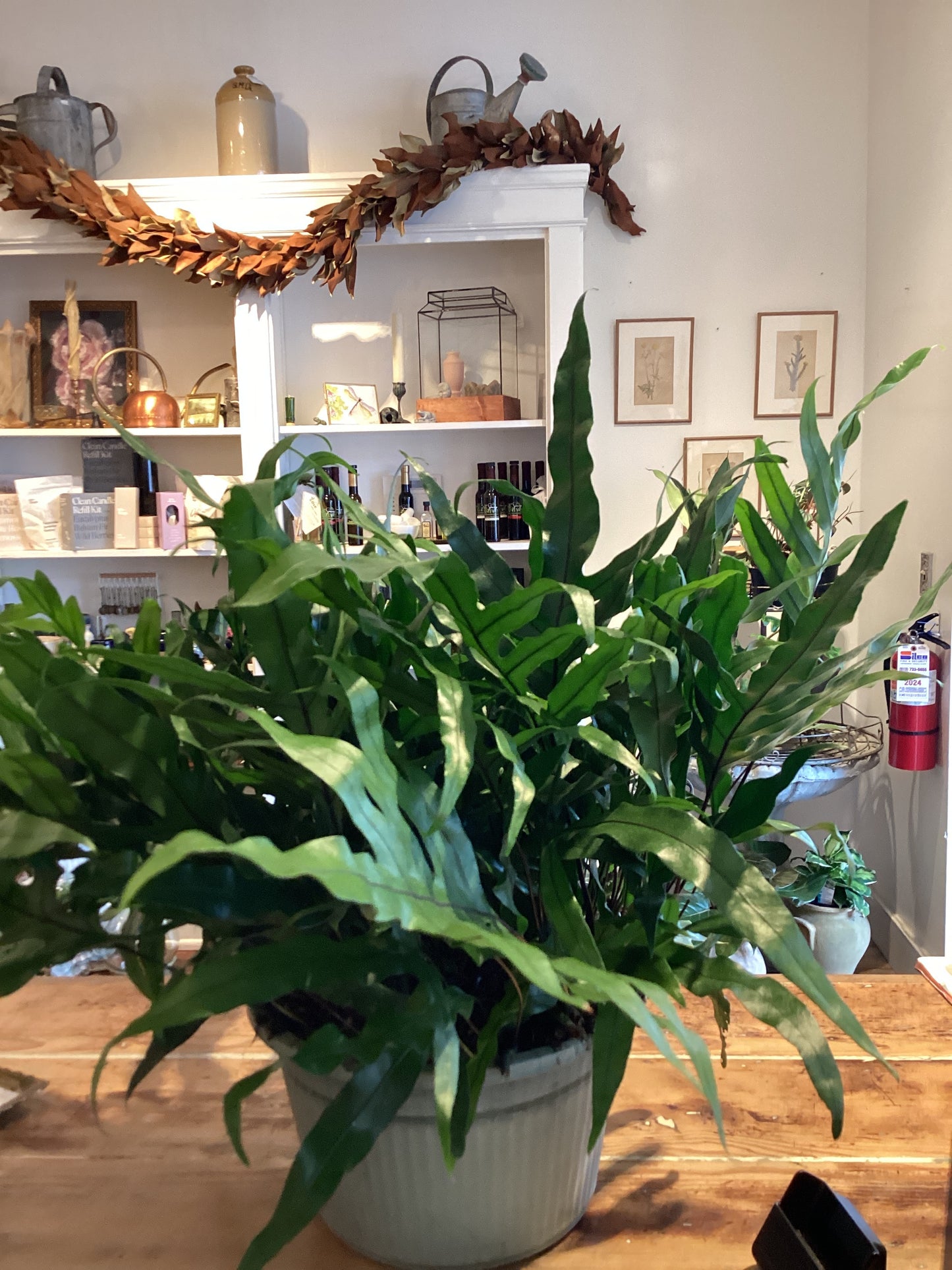 10” Kangaroo Fern