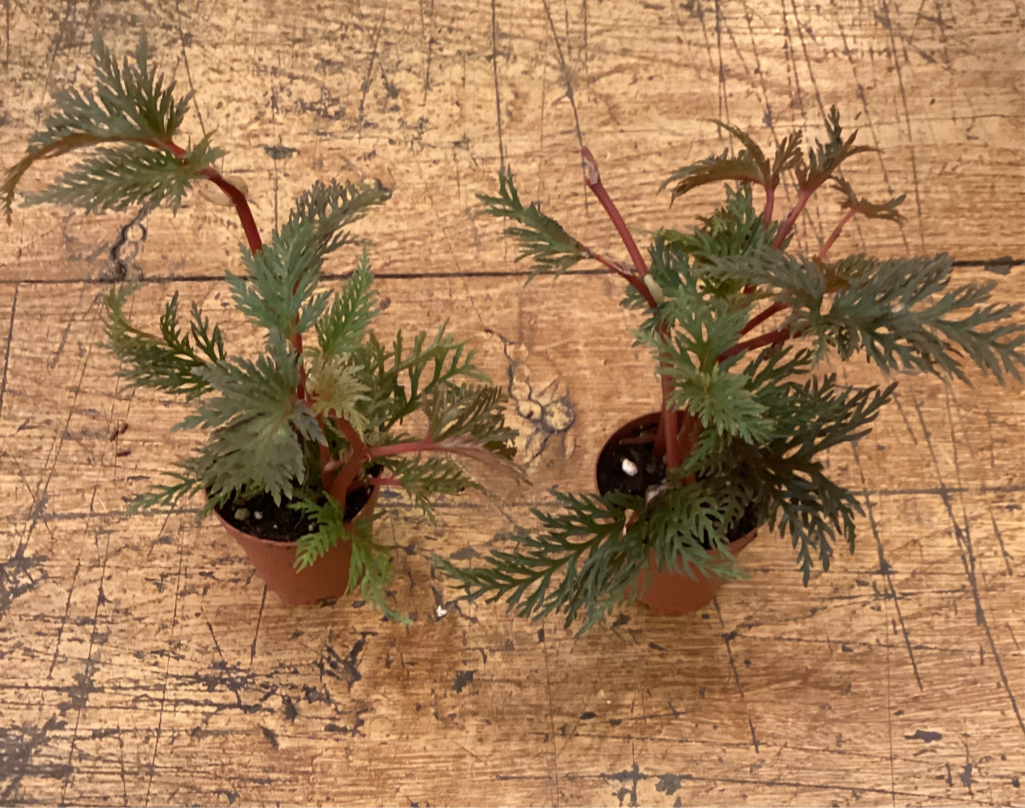 2” Begonia Bipinnatifida