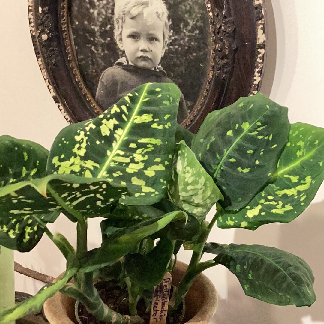 Dieffenbachia - Reflector