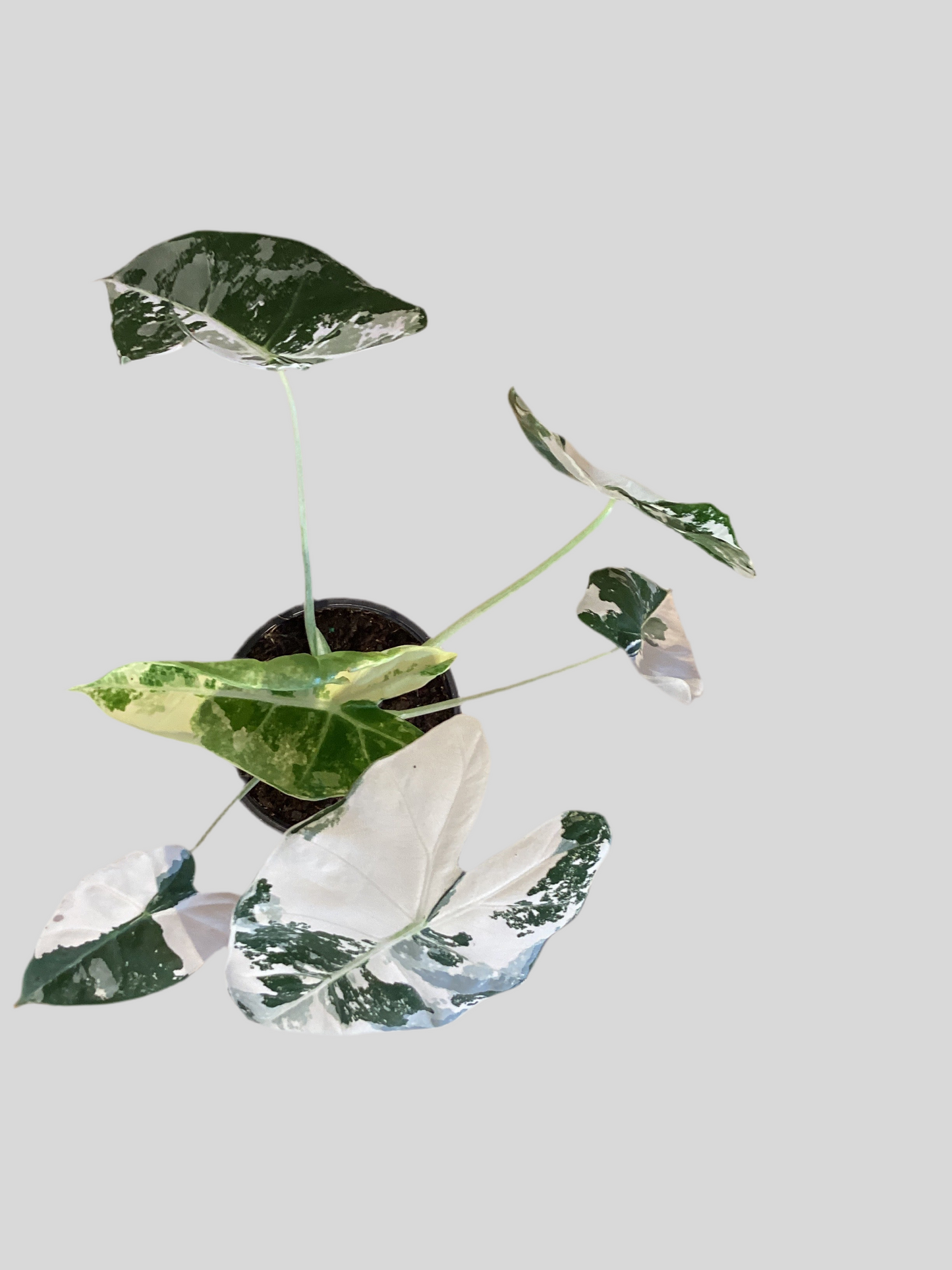 4” Alocasia Frydek