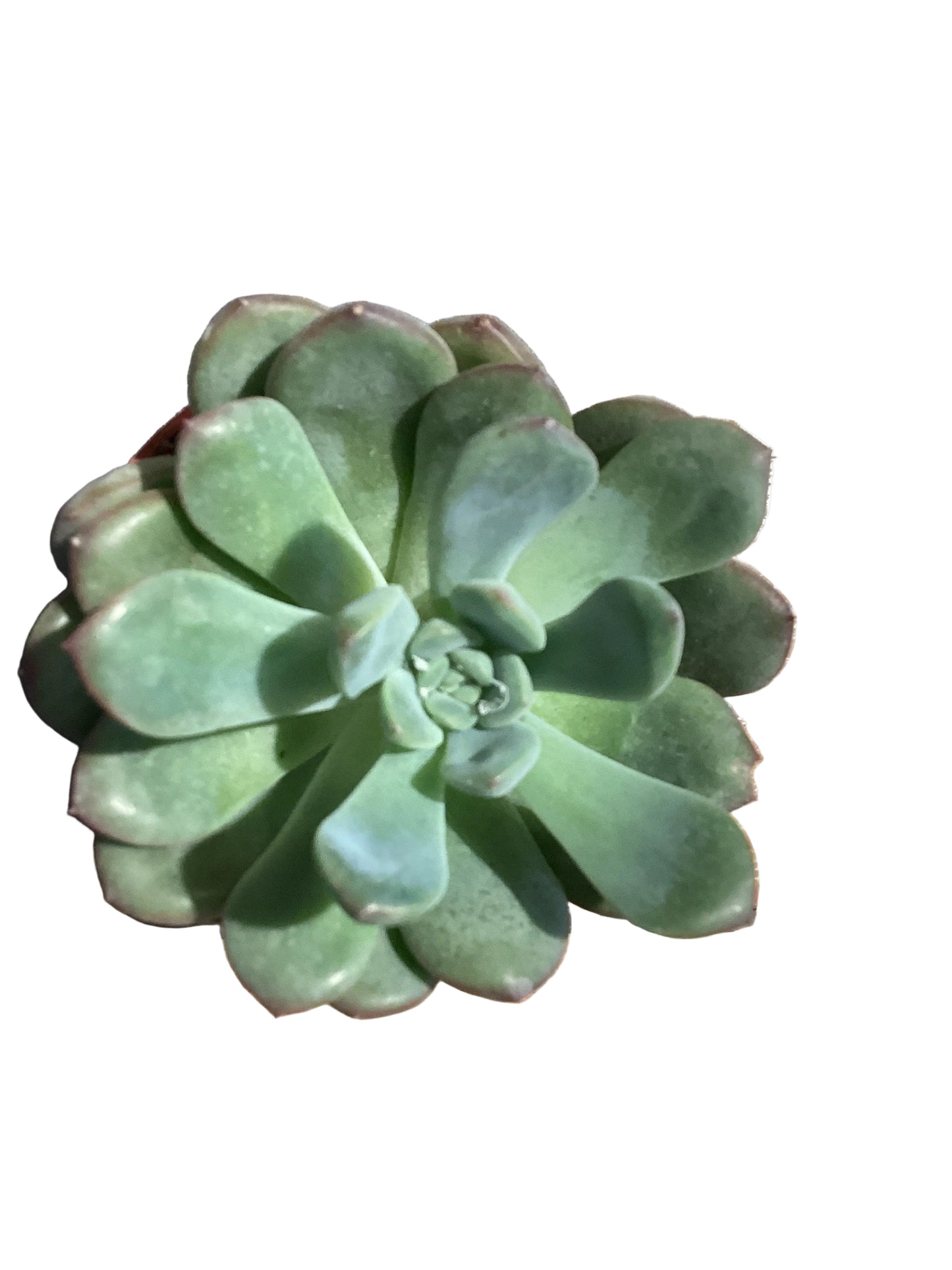 3” Echeveria
