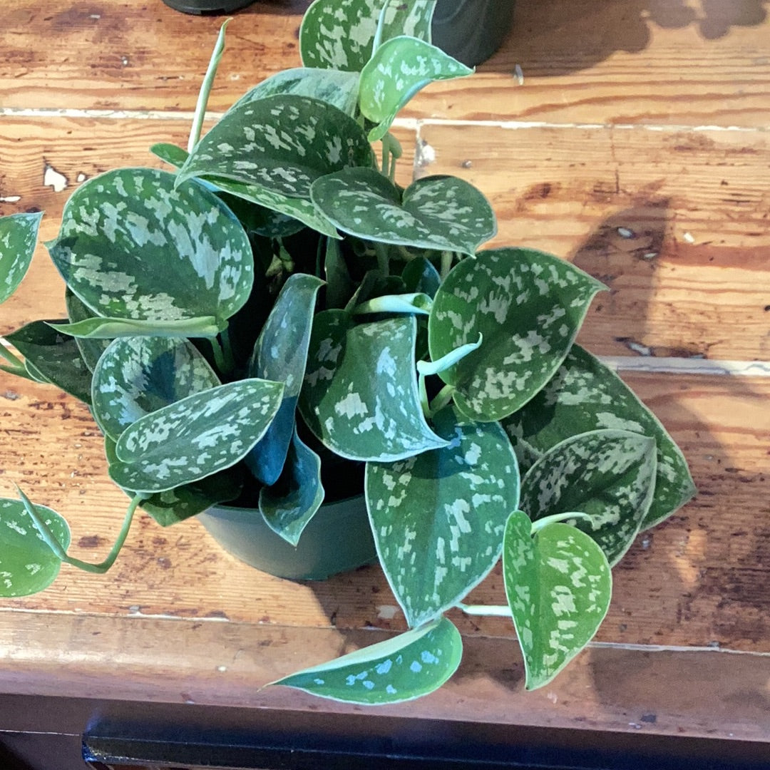 6” Scindapsis - Silvery Ann