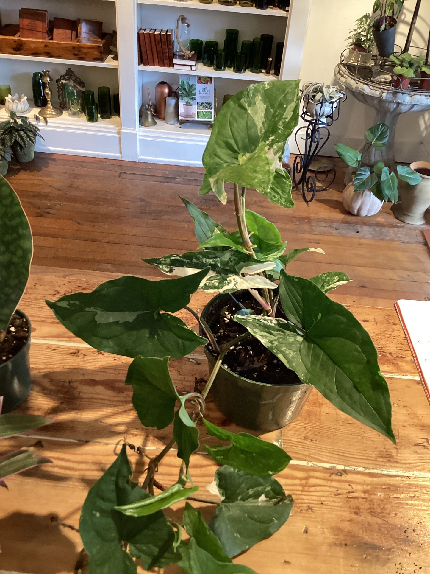 6” Standleyana