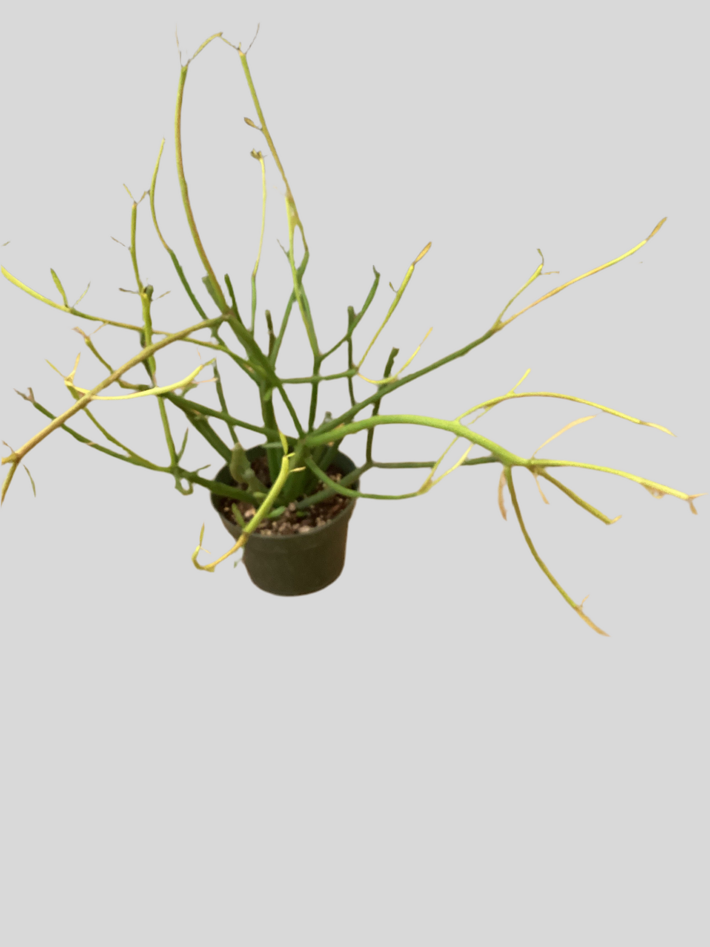 4” Pencil Cactus