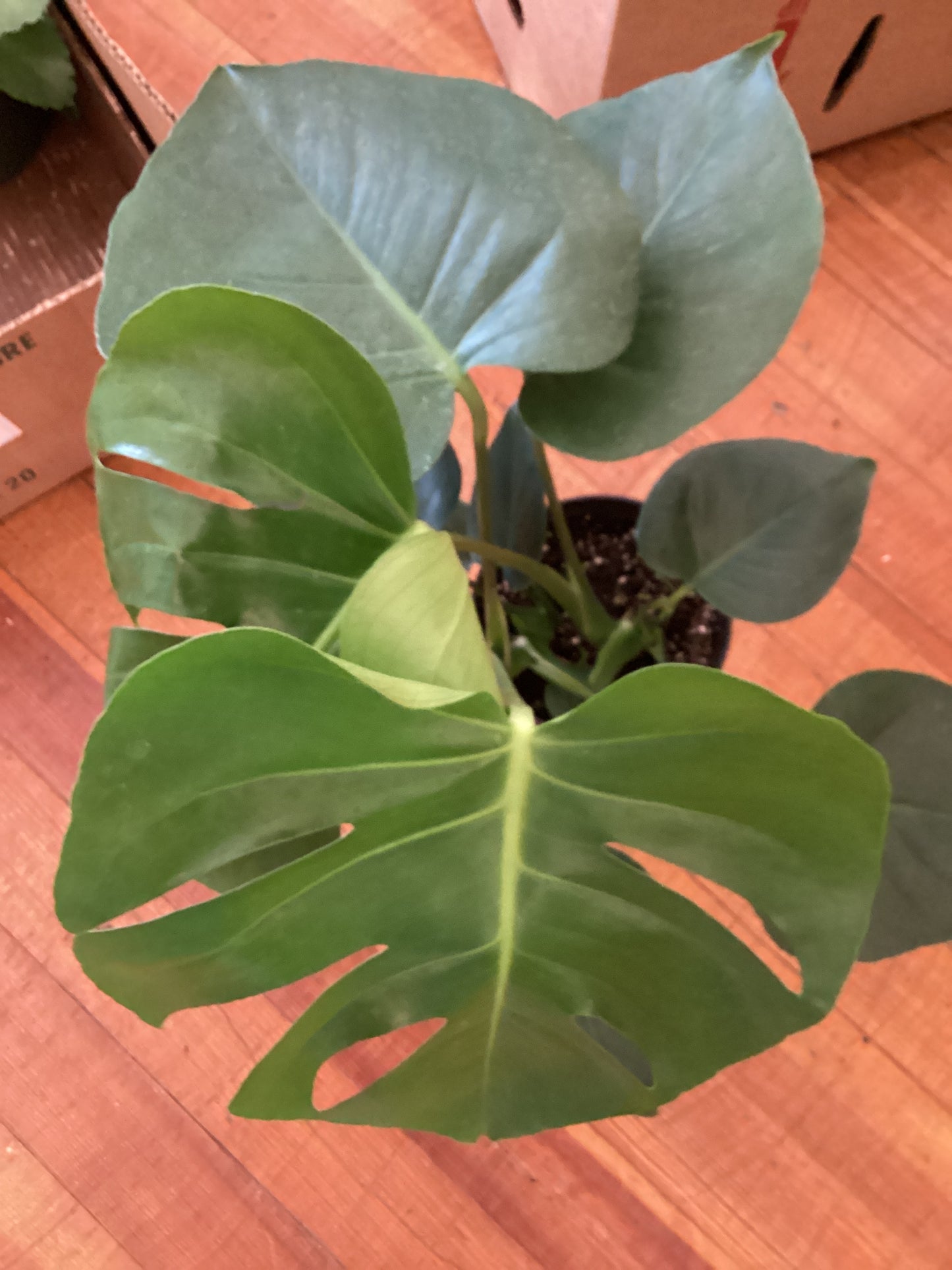 6” Monstera Deliciosa