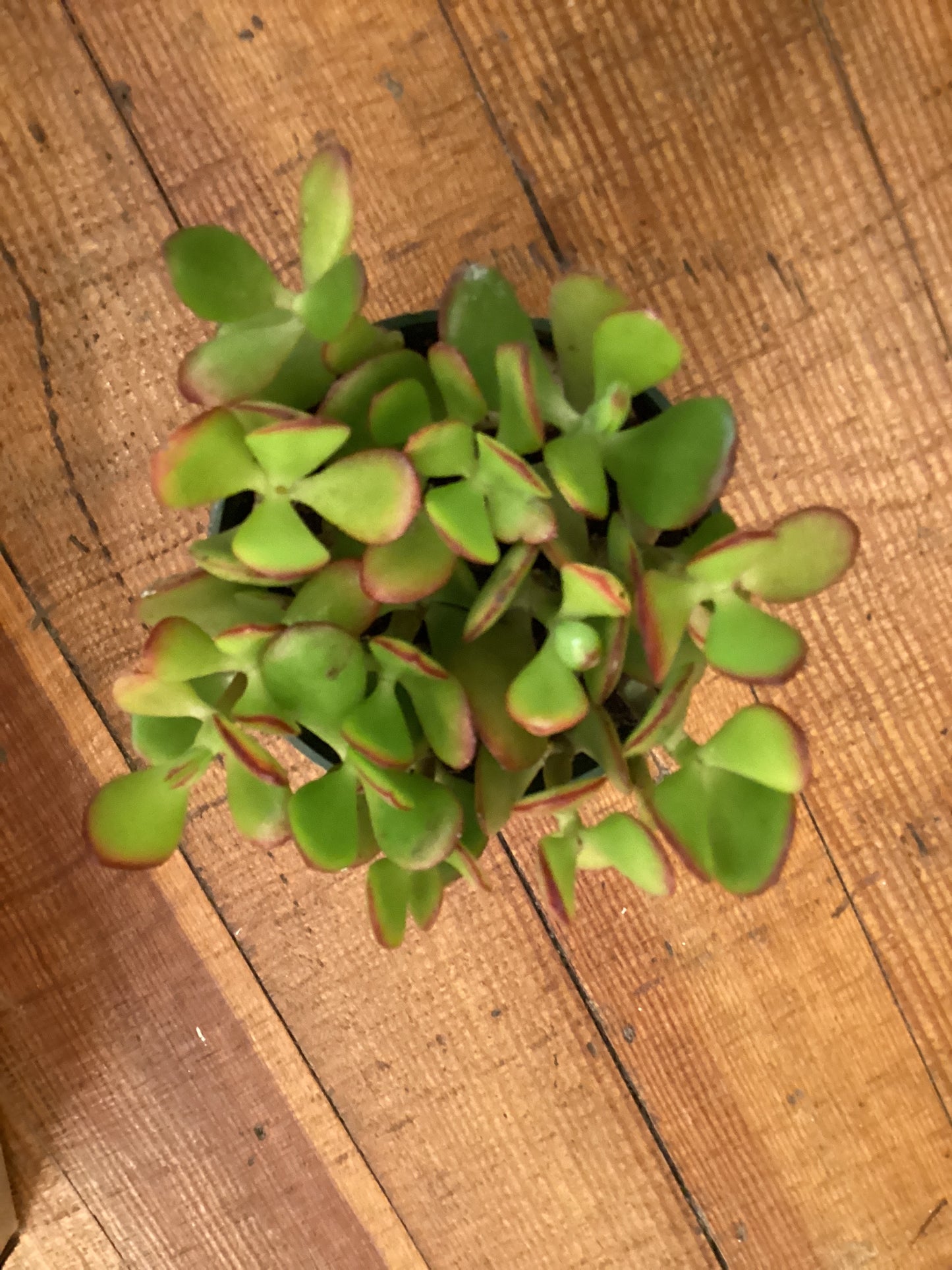 4” Jade