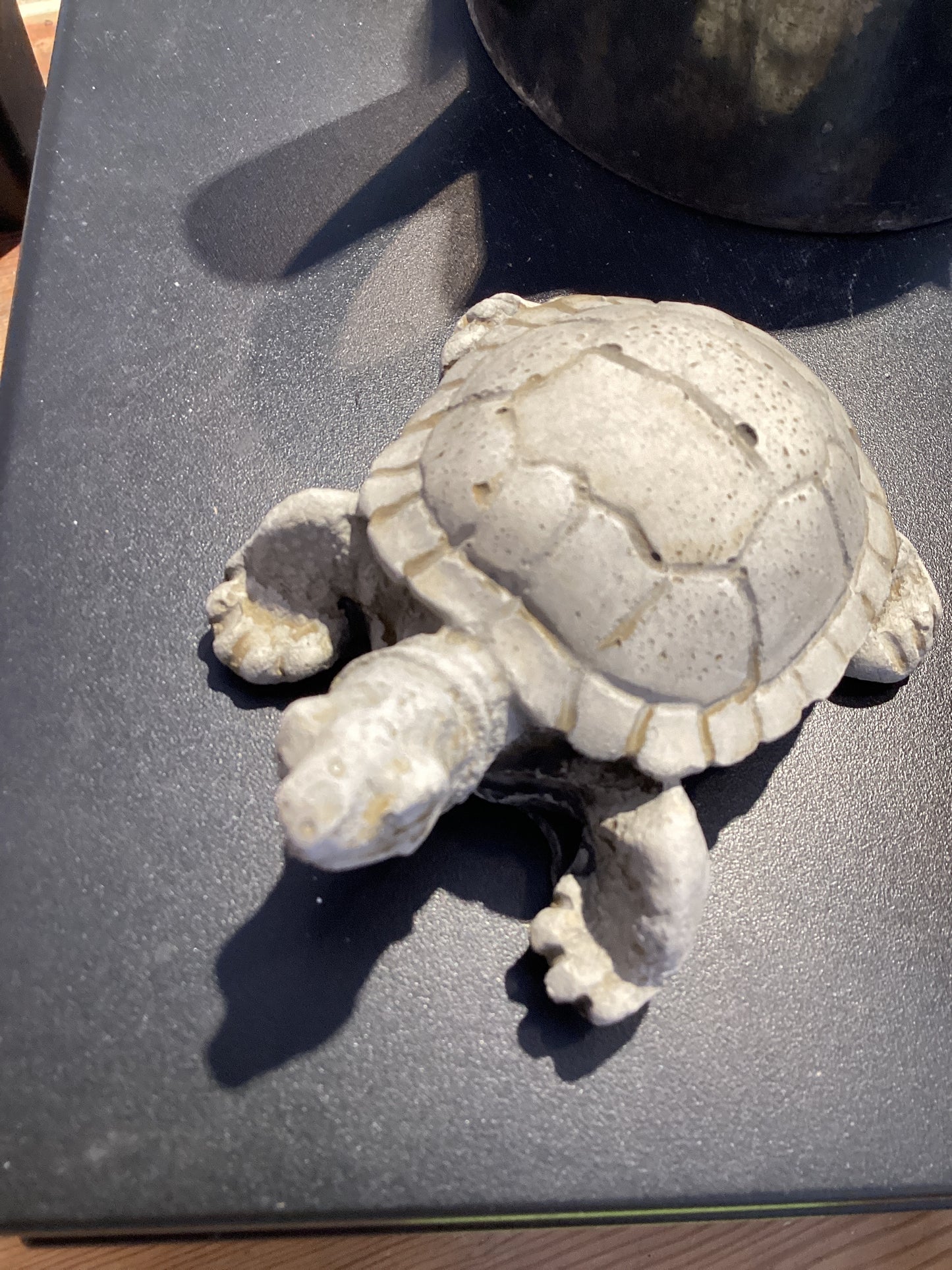 Turtle - Gus