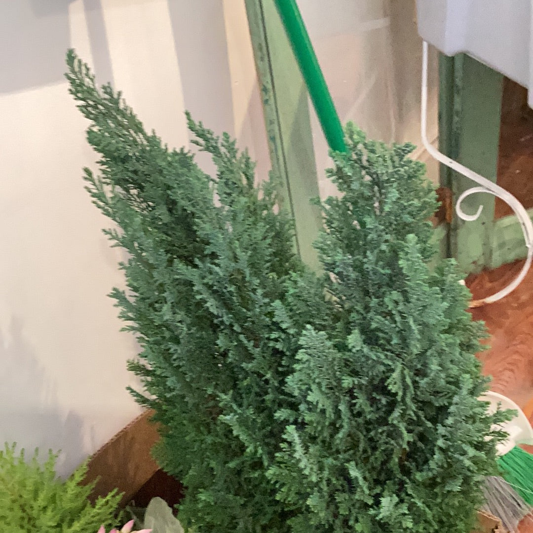 6” Cypress - Blue Green