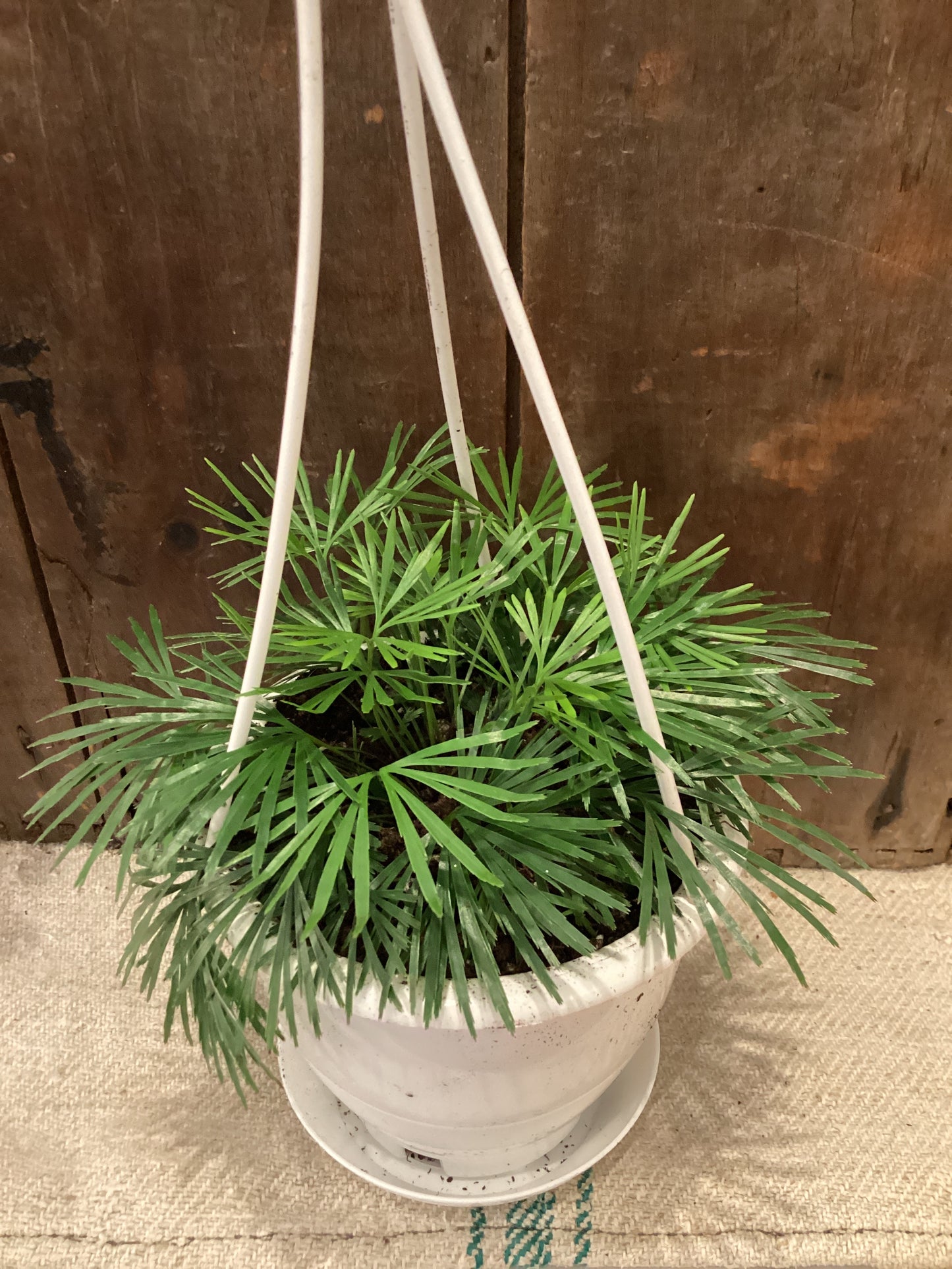 4” Eyelash Fern
