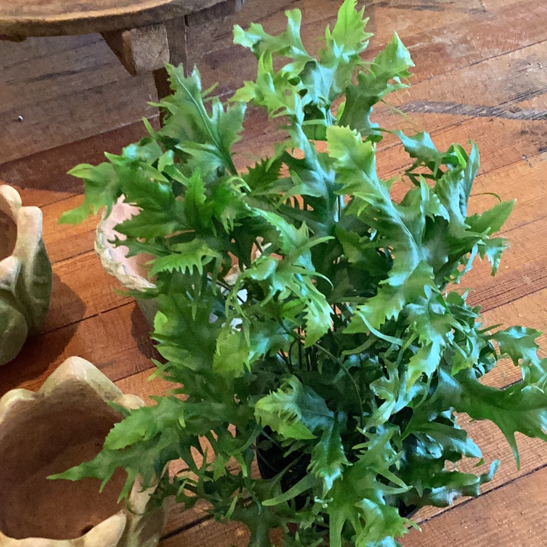 6” Hawaiian Sunshine Fern