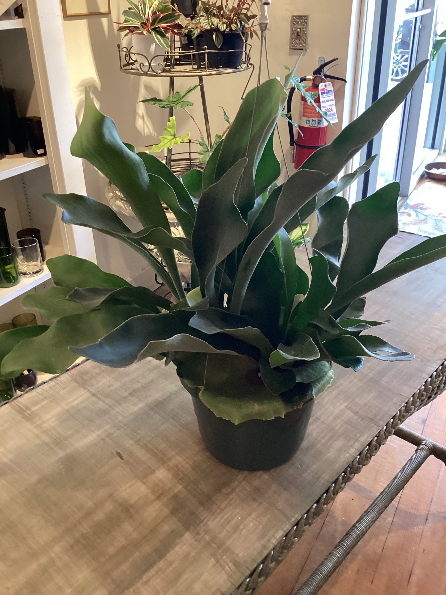 8” Staghorn