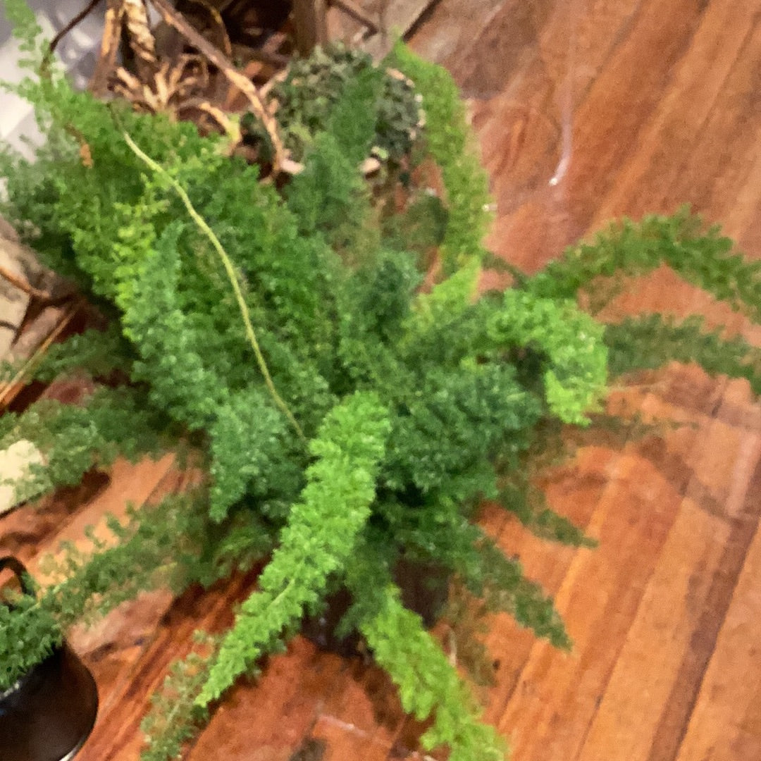 10” Foxtail Fern