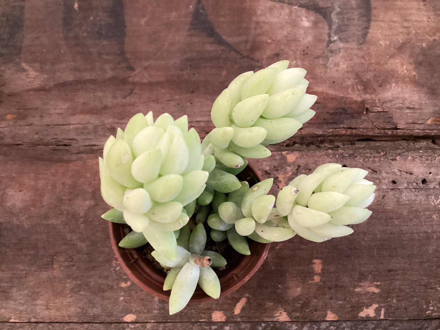 2” Donkey/Burro Tail