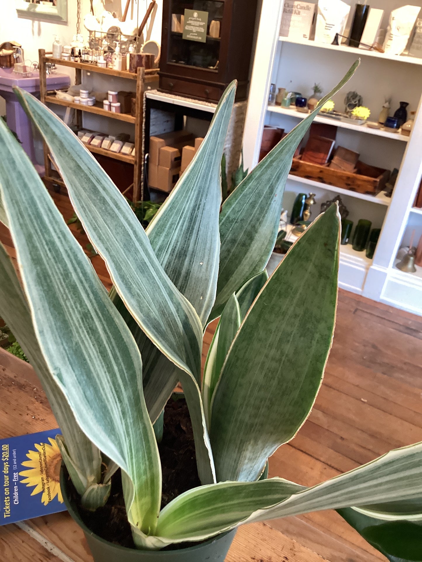 6” Sanseveria Silver