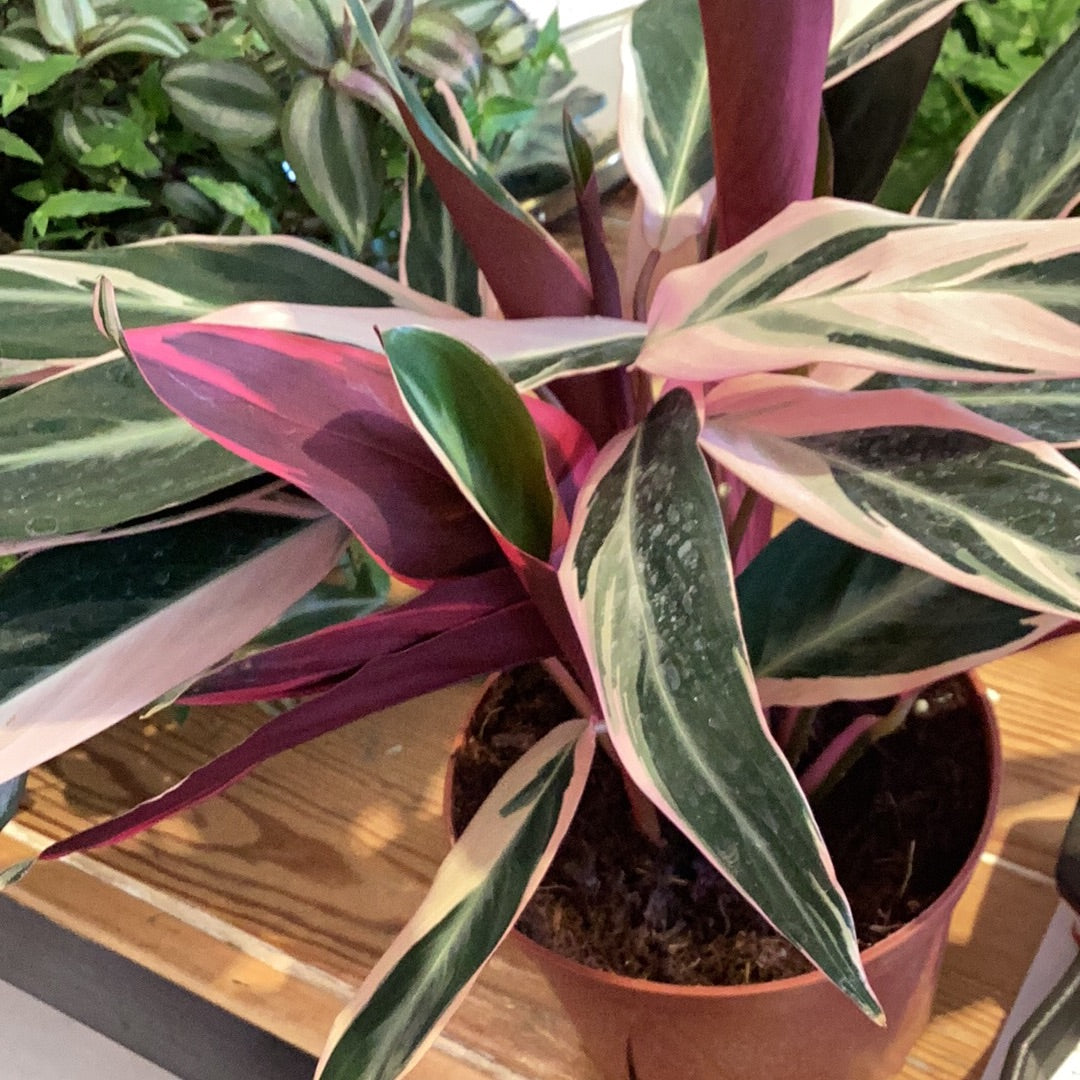 6” Stromanthe