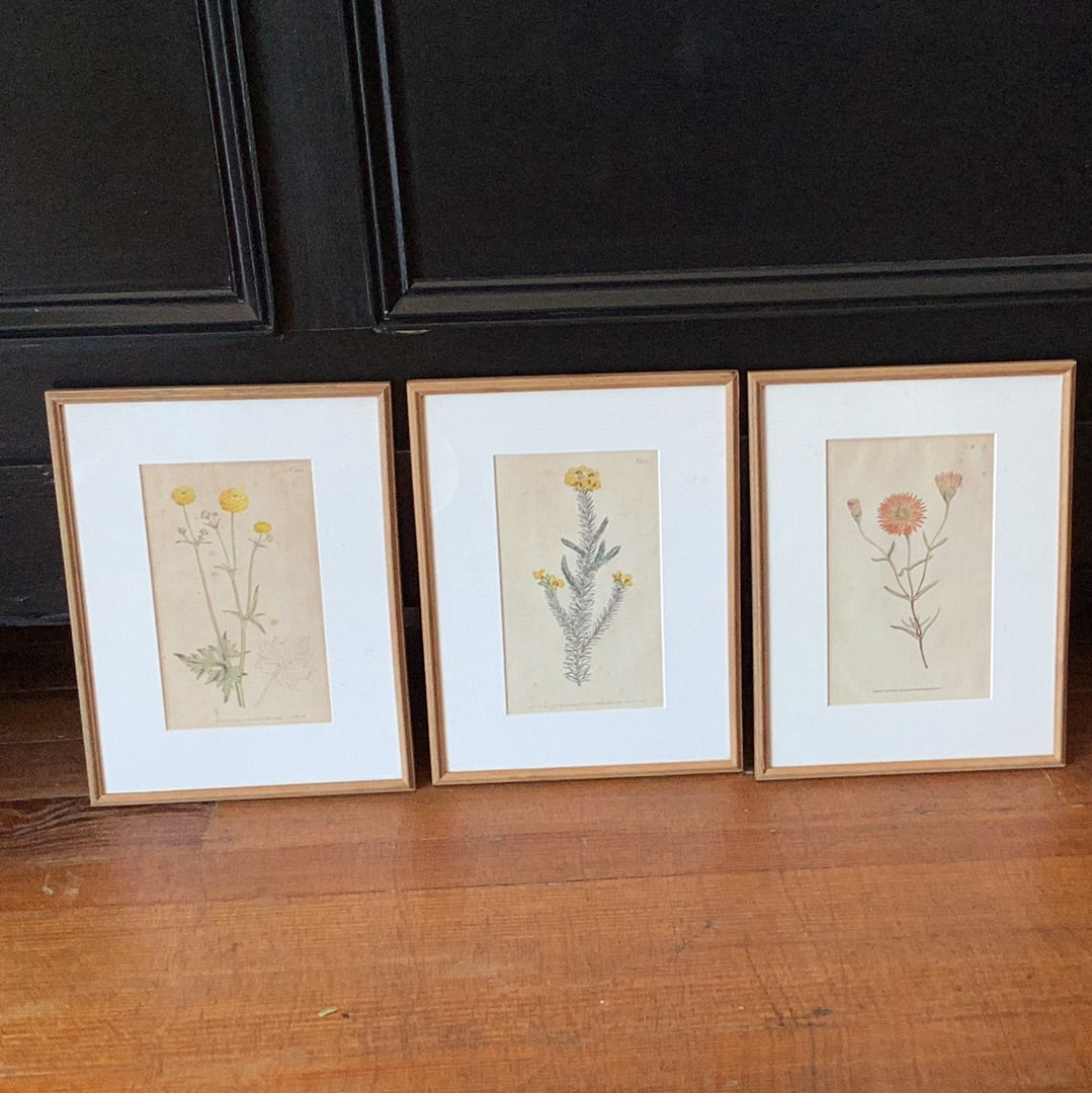 Set of 3 Botanicals