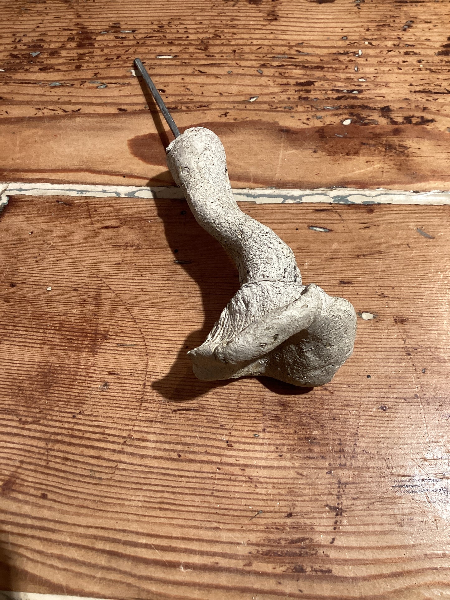 Bluefoot Mushroom