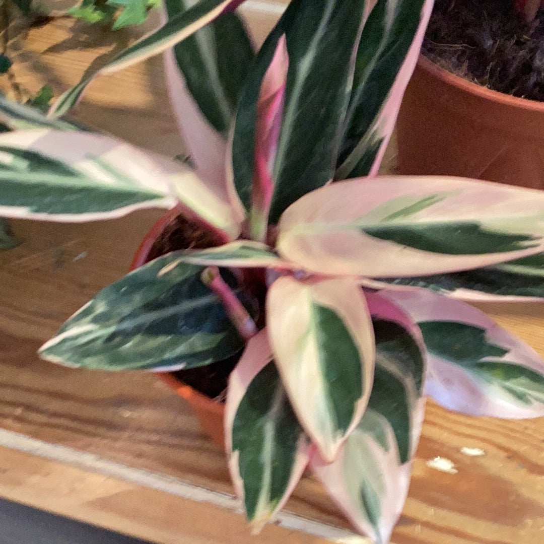 4” Stromanthe