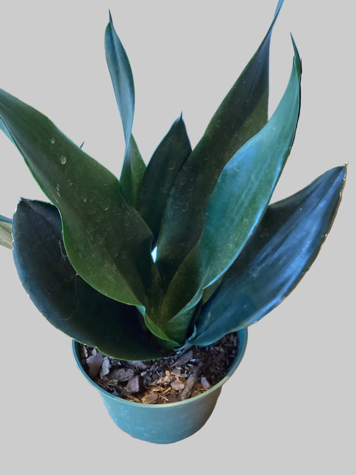 6” Sans. Blk. Dragon