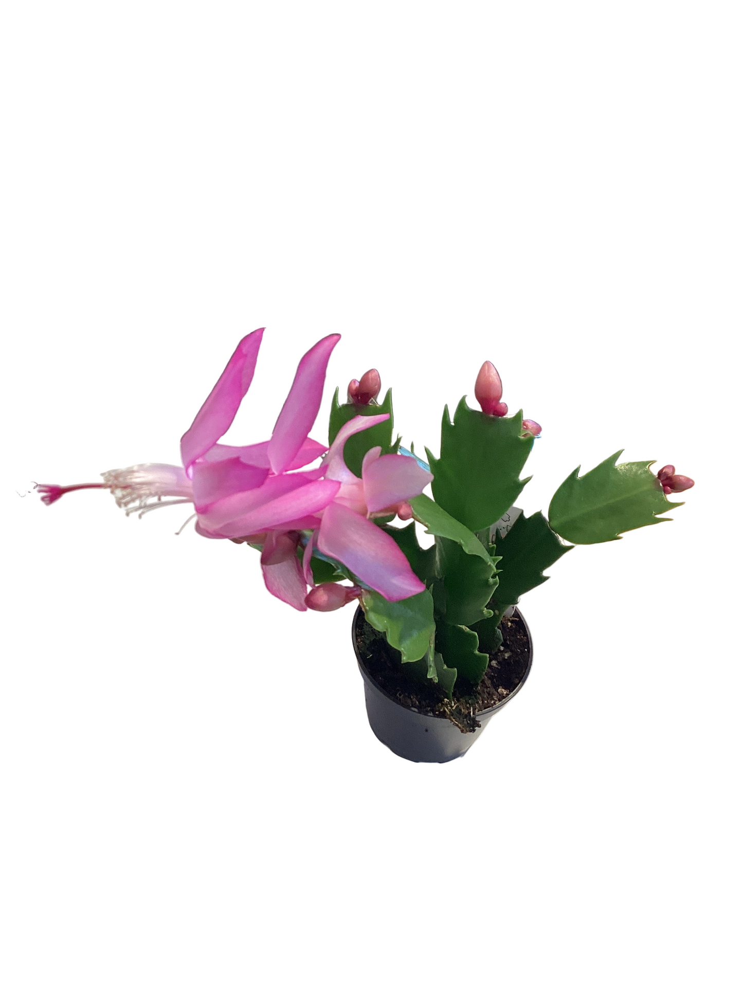 2” Christmas Cactus