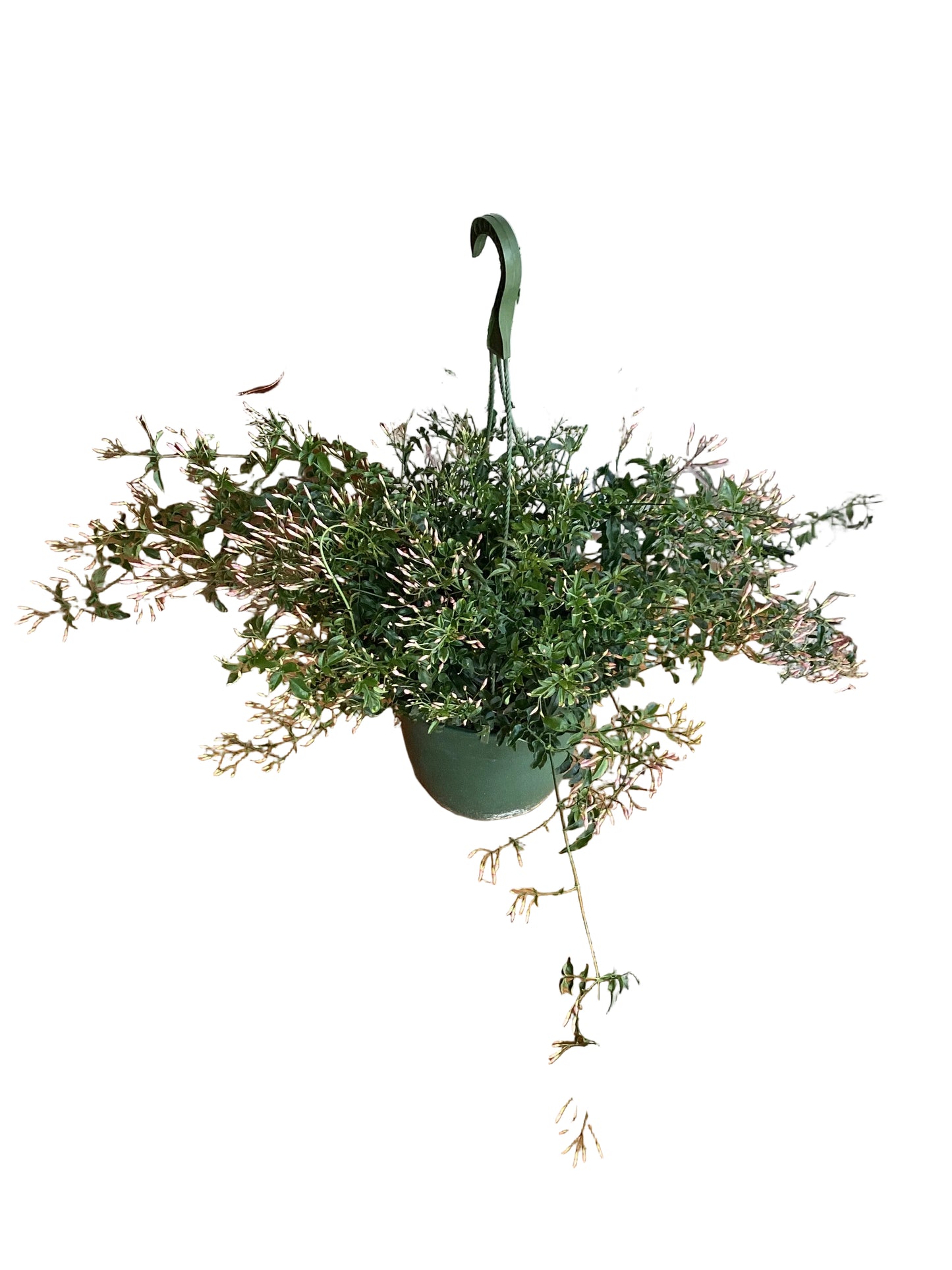 8” Jasmine - Pink