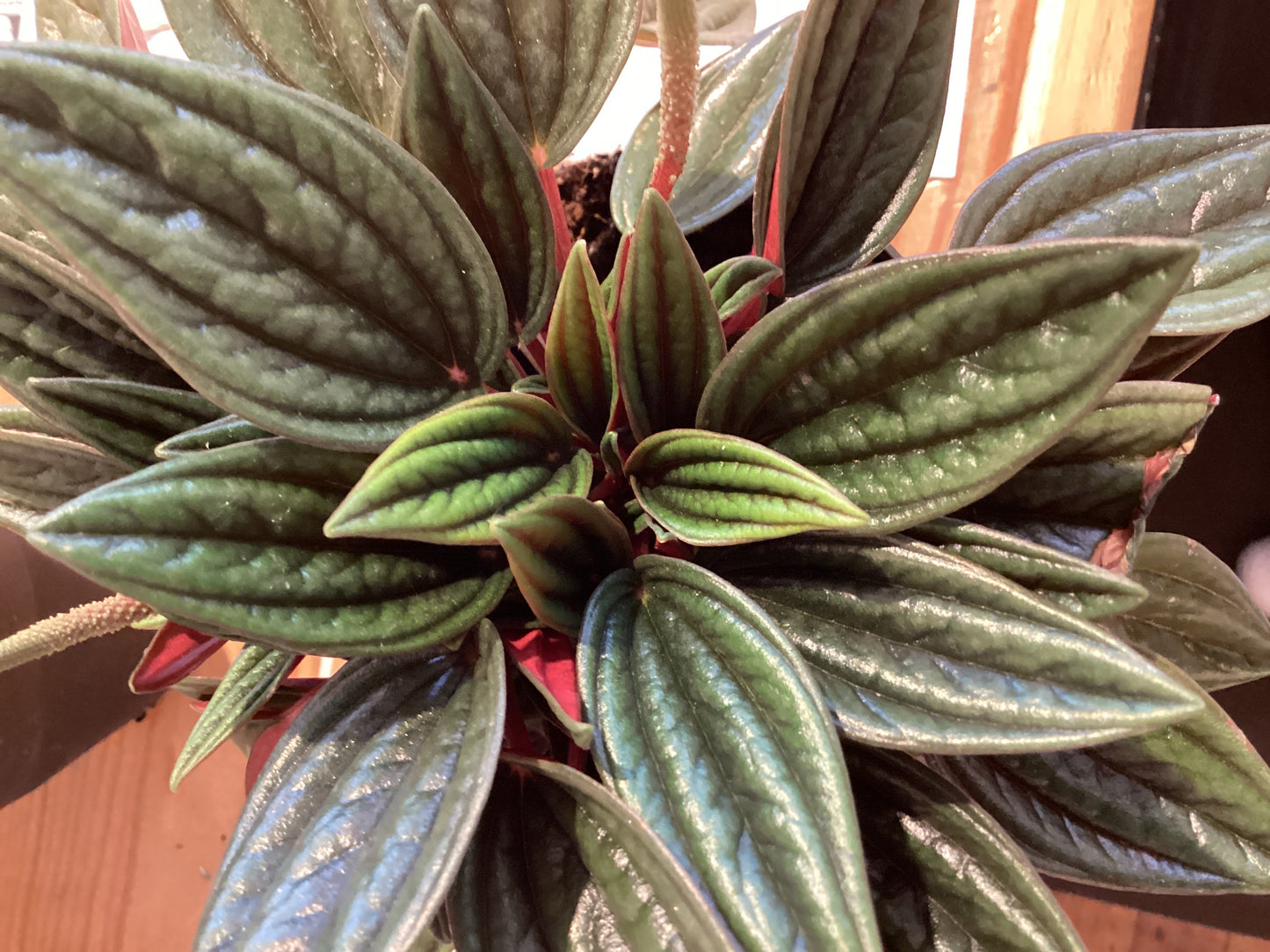 4” Peperomia - Rosso