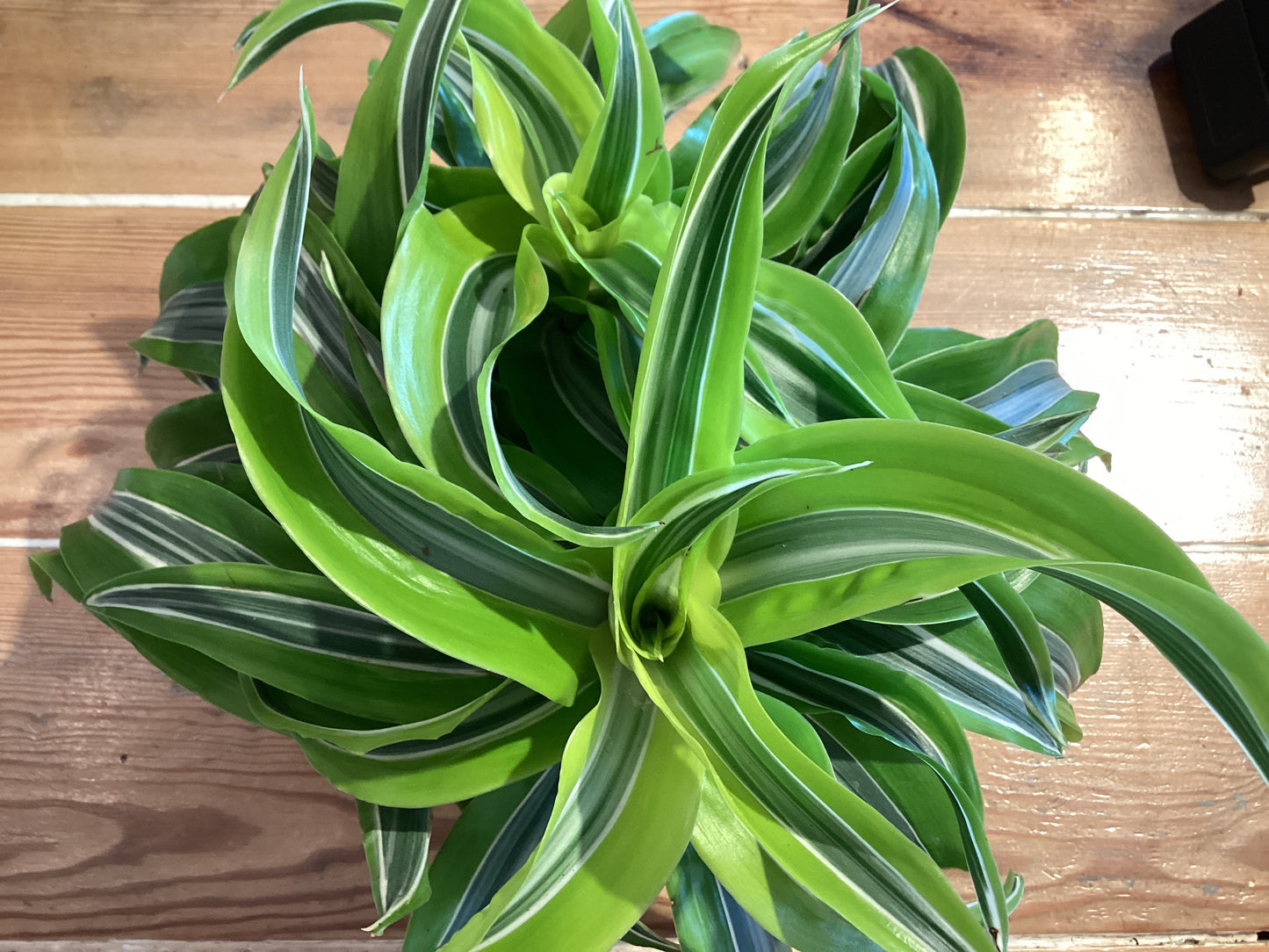 6” Draceana - Lemon