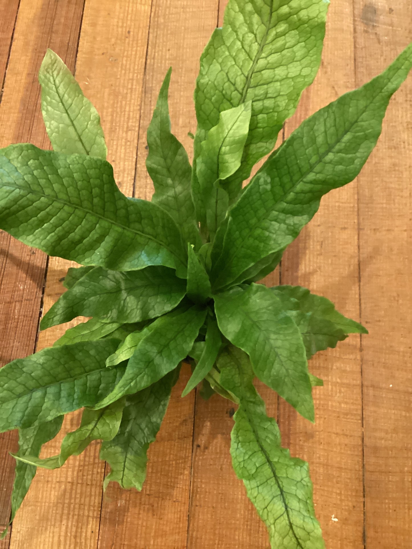 6” Crocodyllus Fern