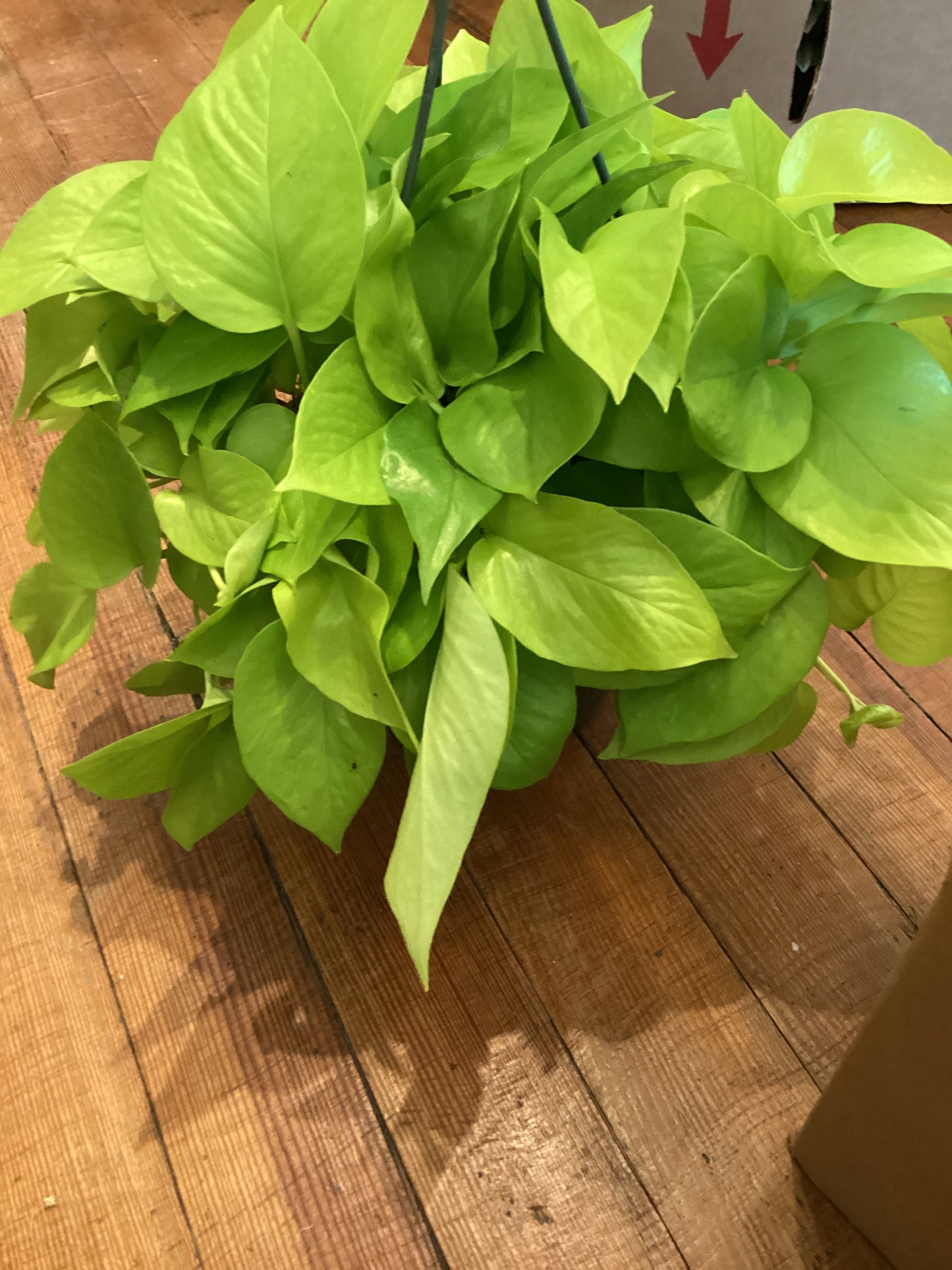 8” Neon Pothos
