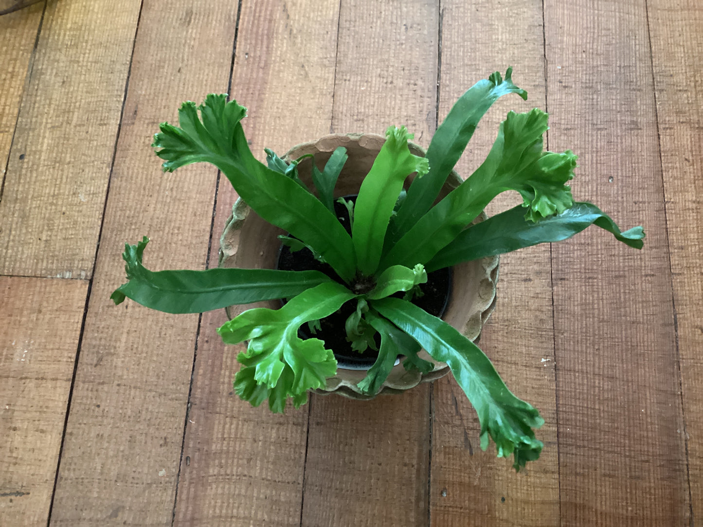 4” Bird Nest Fern