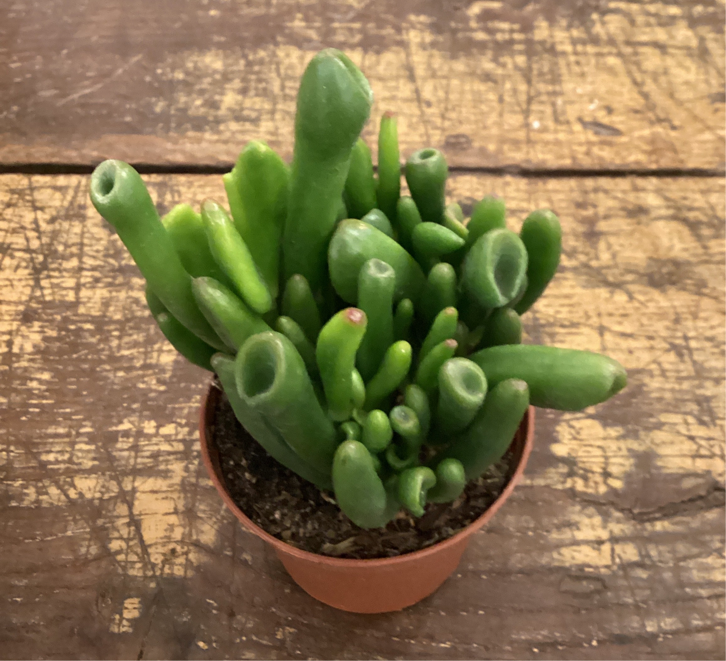 3” Jade