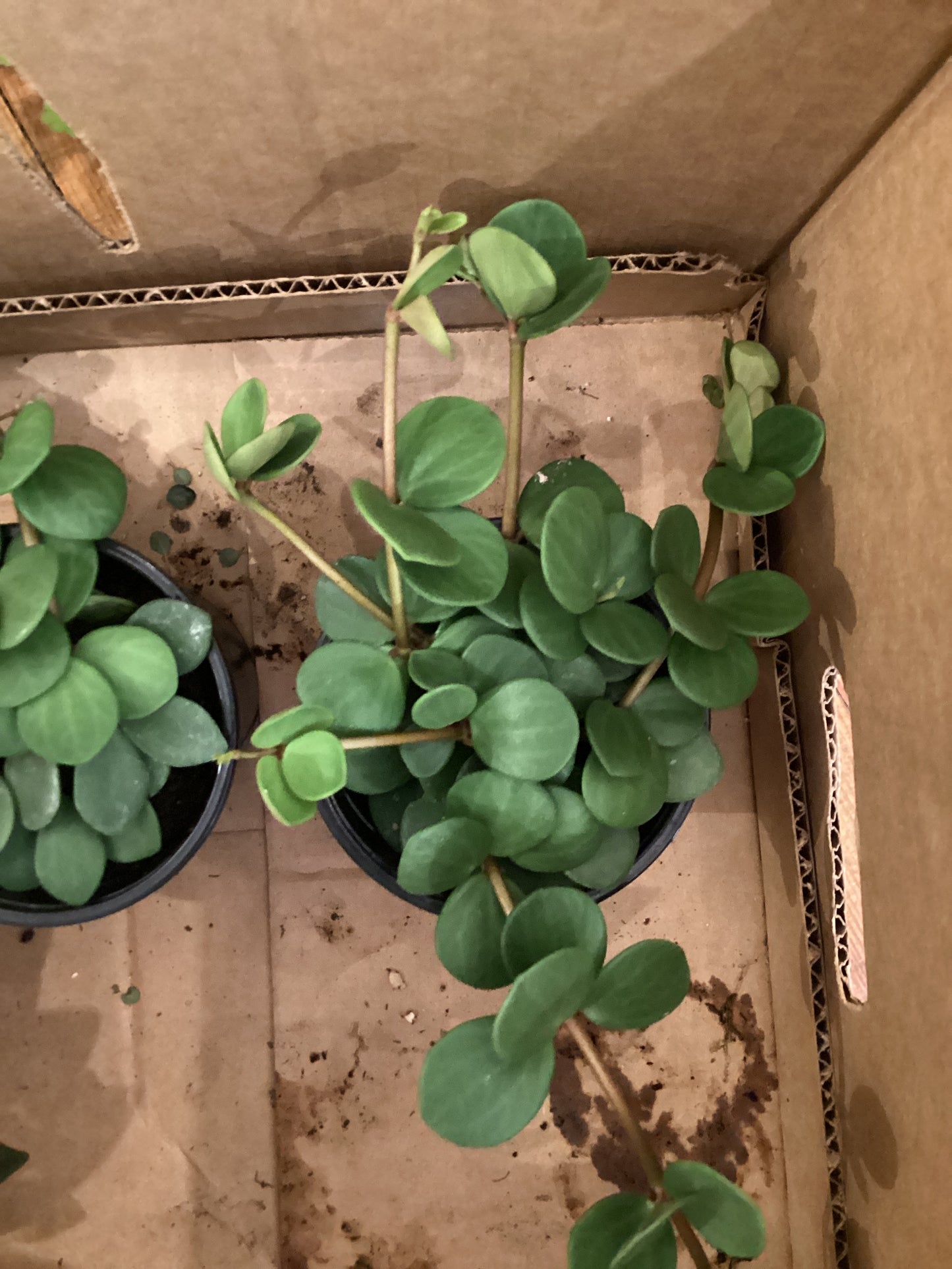 4” Hope -Peperomia