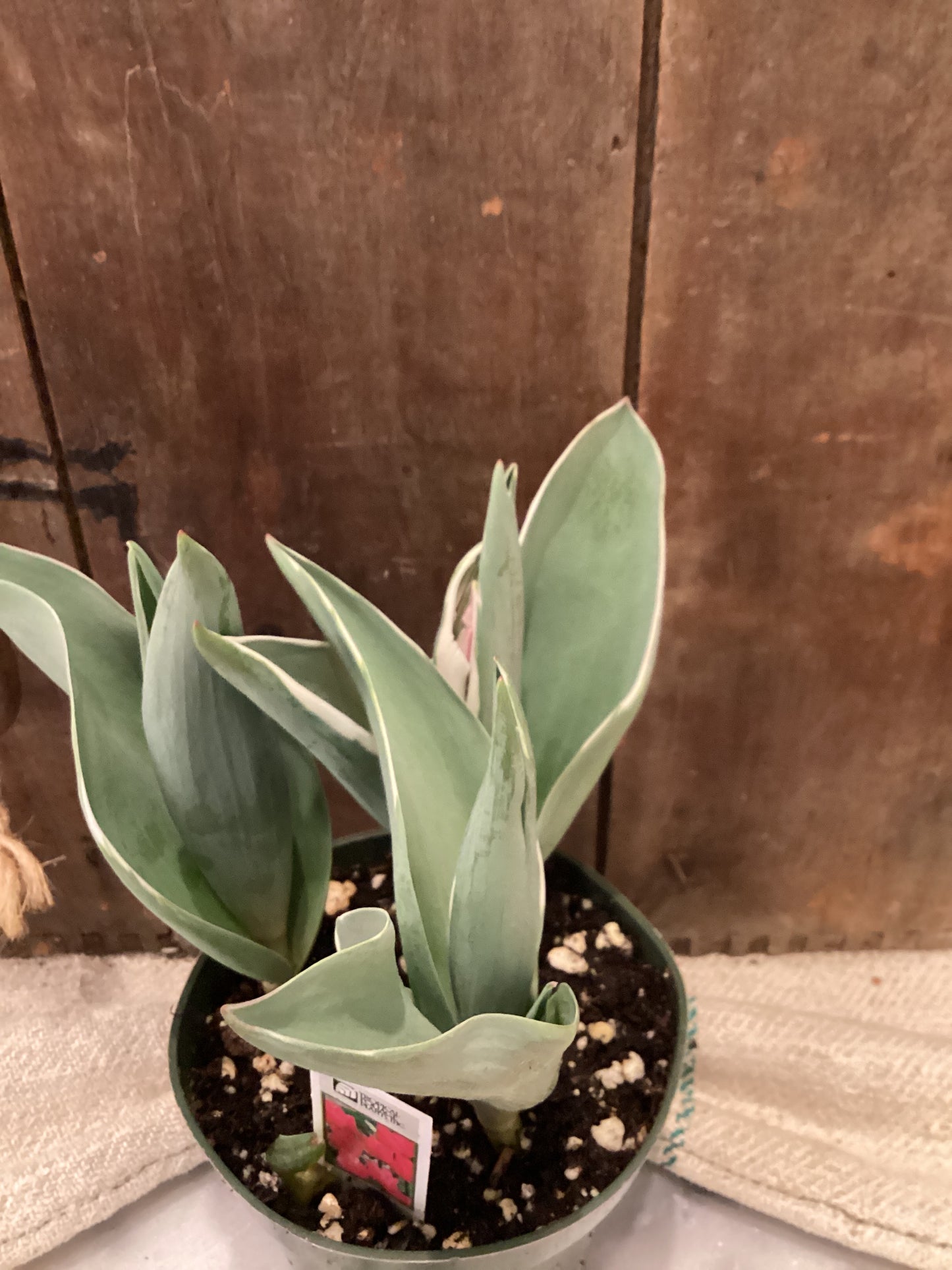 4.5” Tulip - Pink