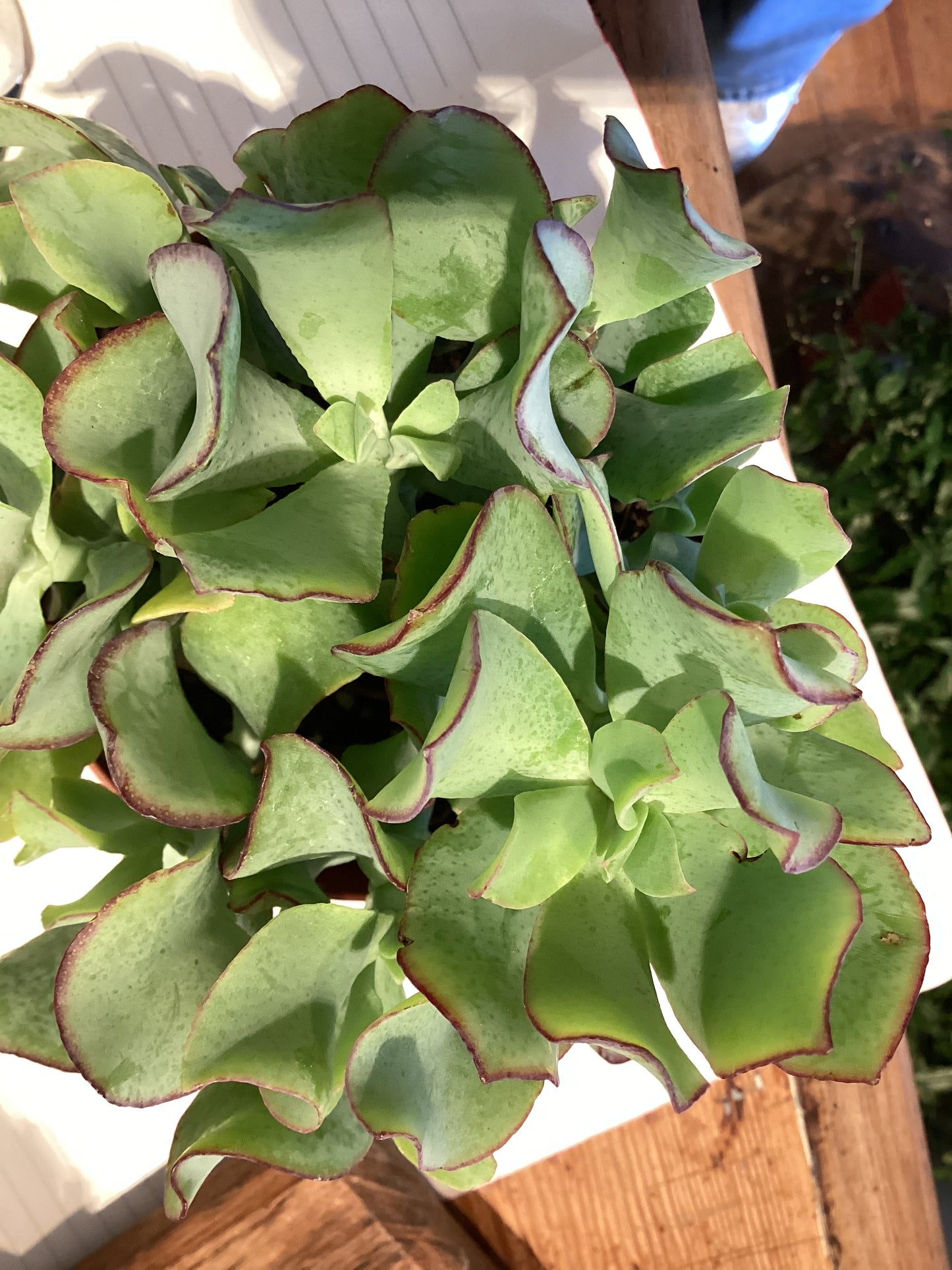 4” Curly Jade