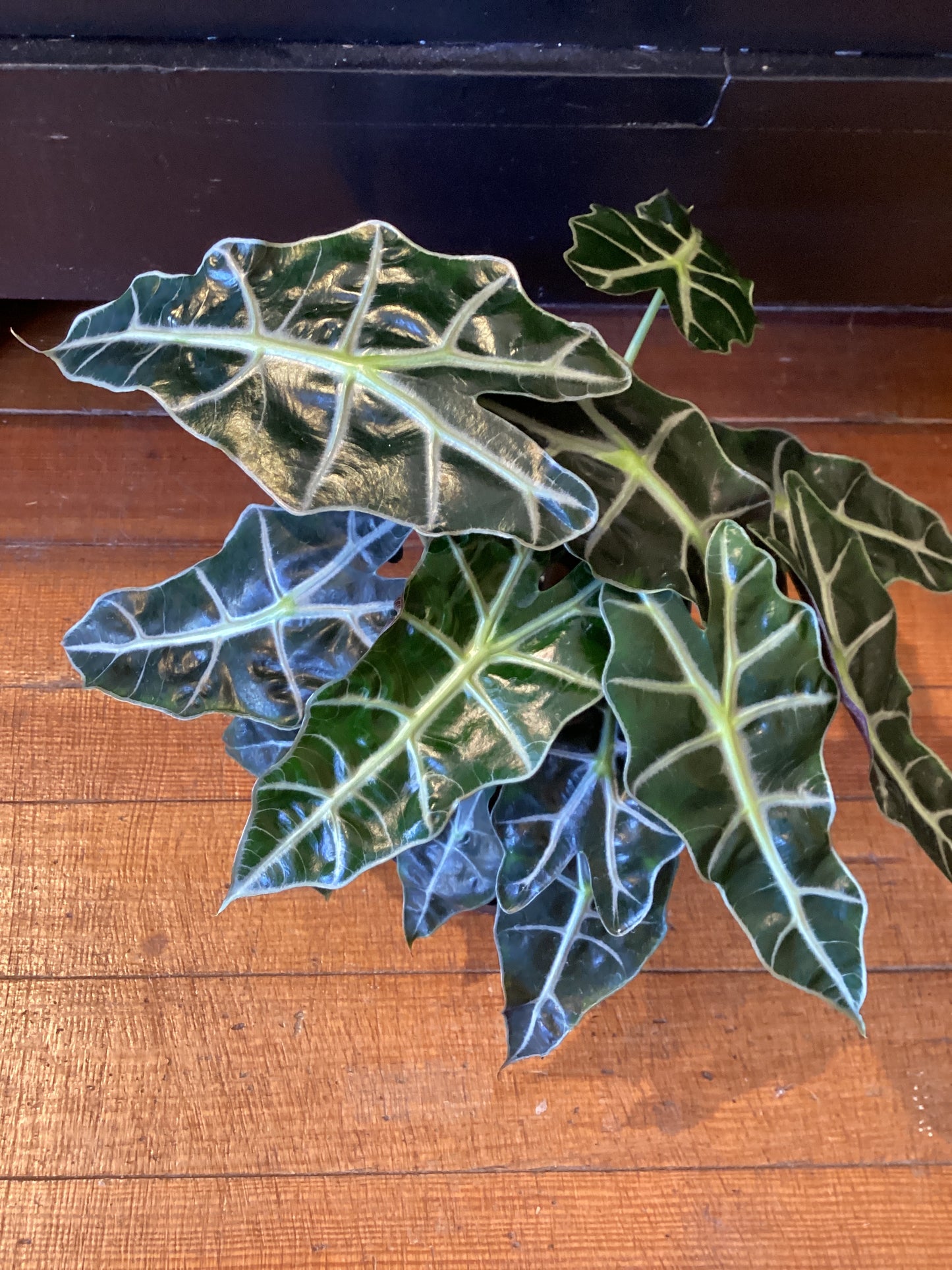 6" Alocasia Polly
