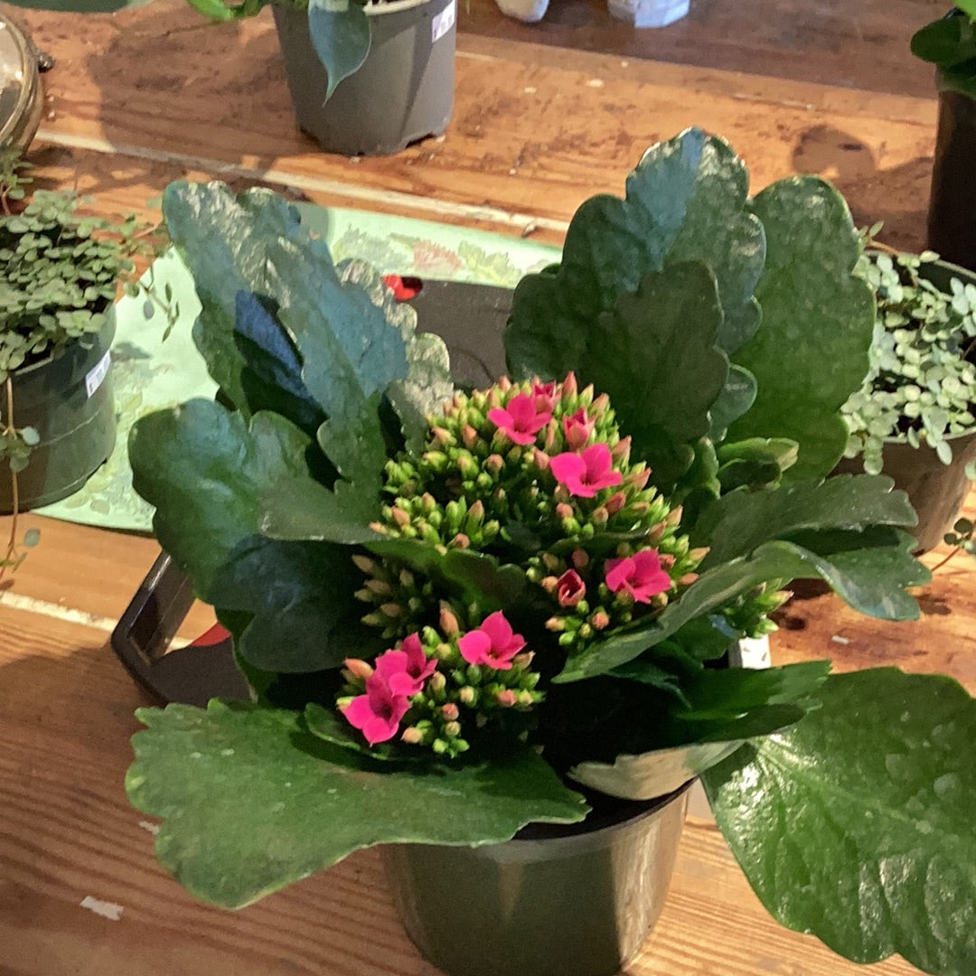 4.5” Pink Kalanchoe